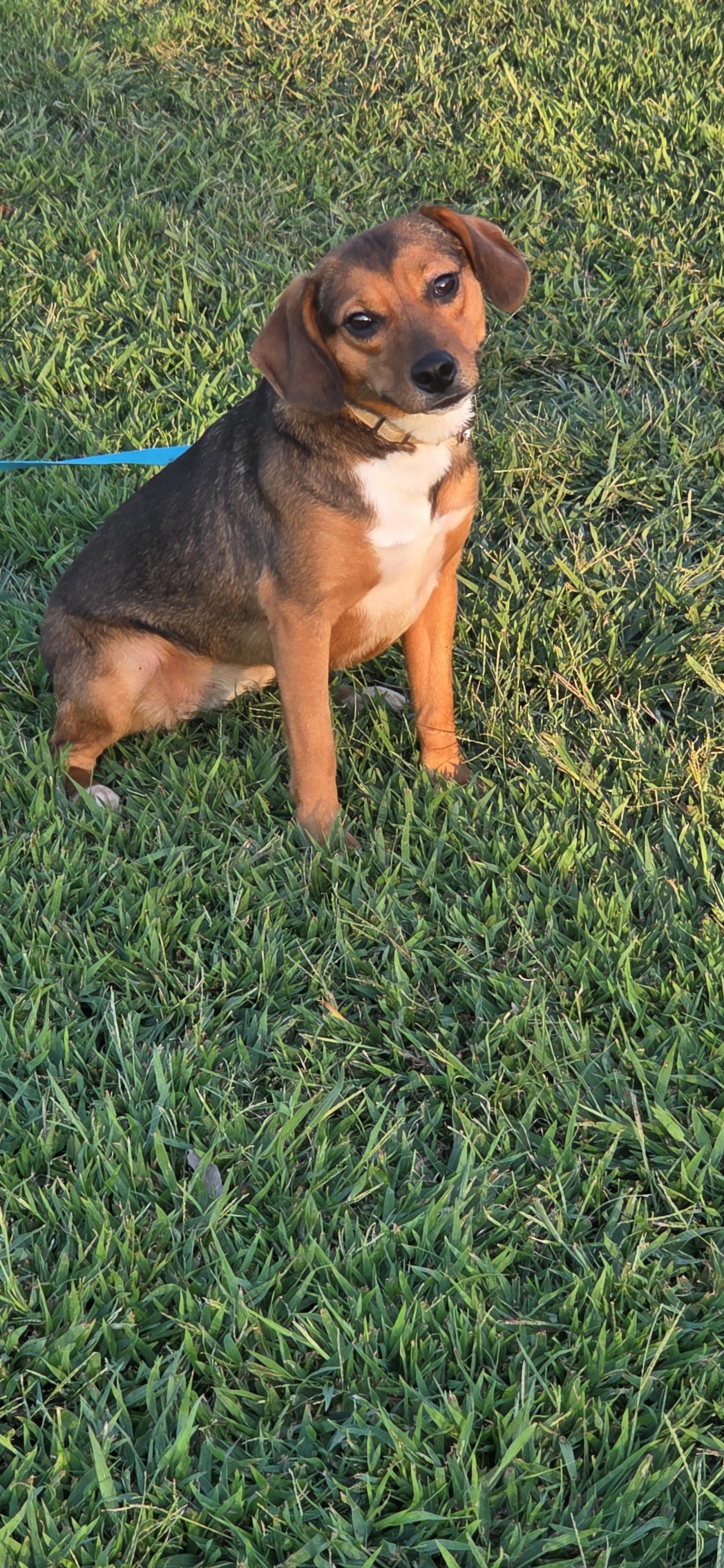 Enlarge Juniper, a Adoptable mixed breed in Evansville, IN image 2/3