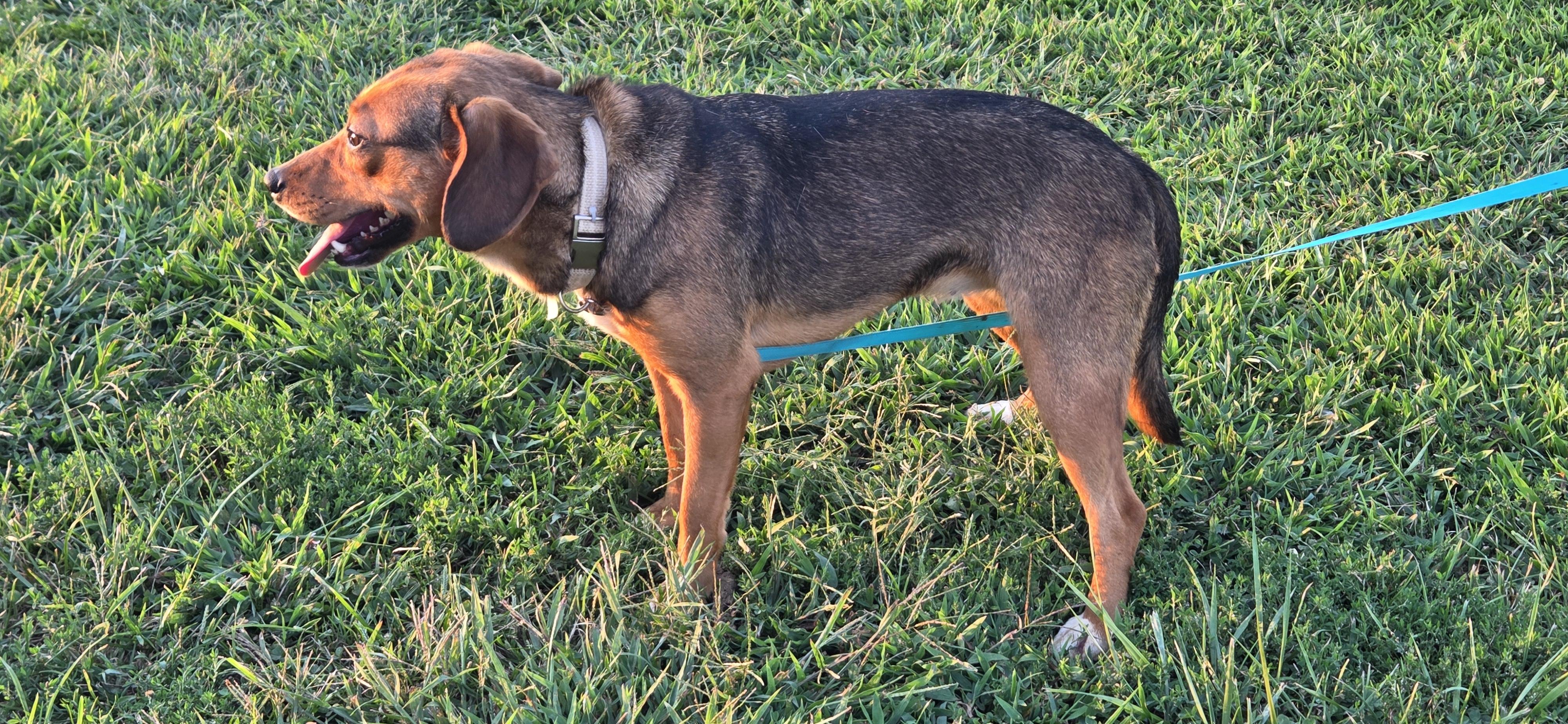 Enlarge Juniper, a Adoptable mixed breed in Evansville, IN image 3/3