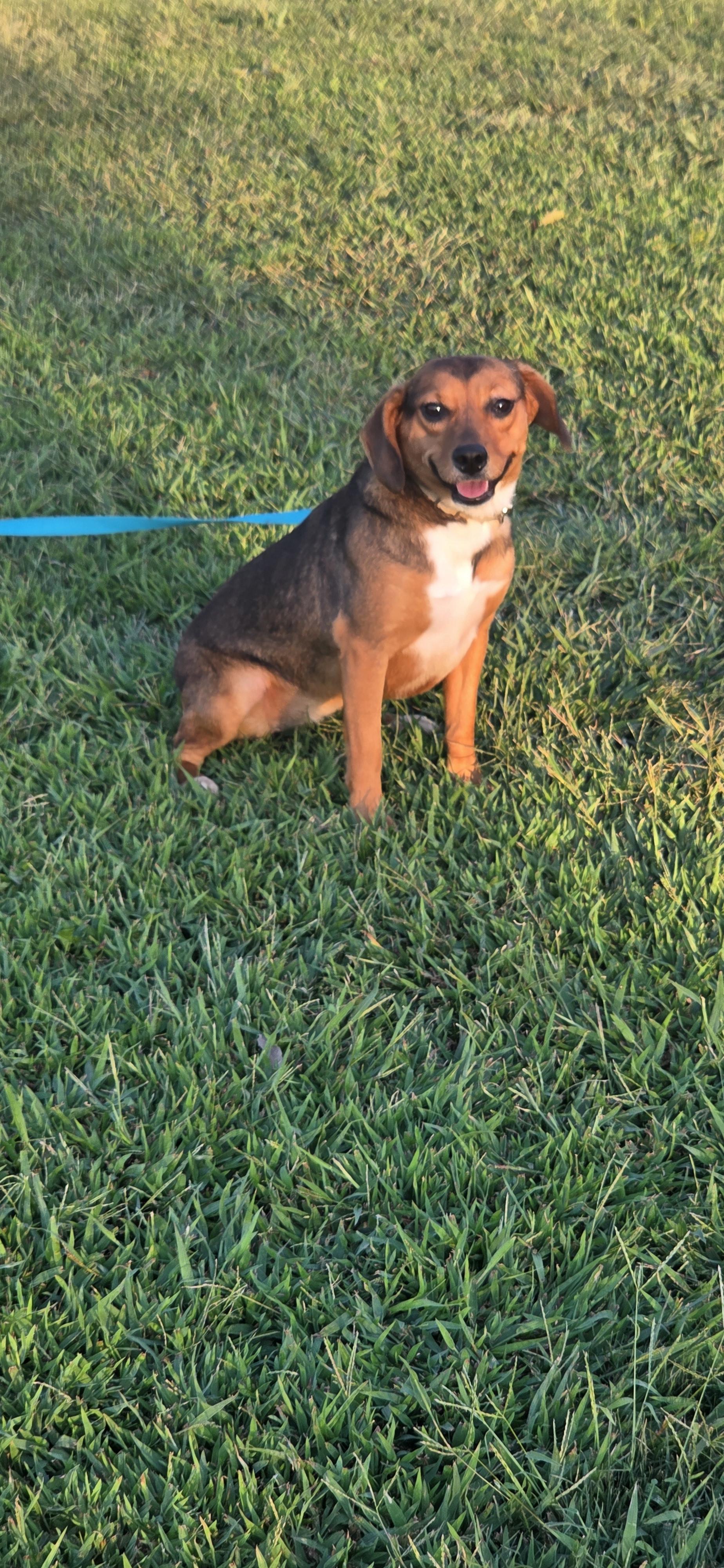 Juniper, Adoptable, Adult Female Beagle.