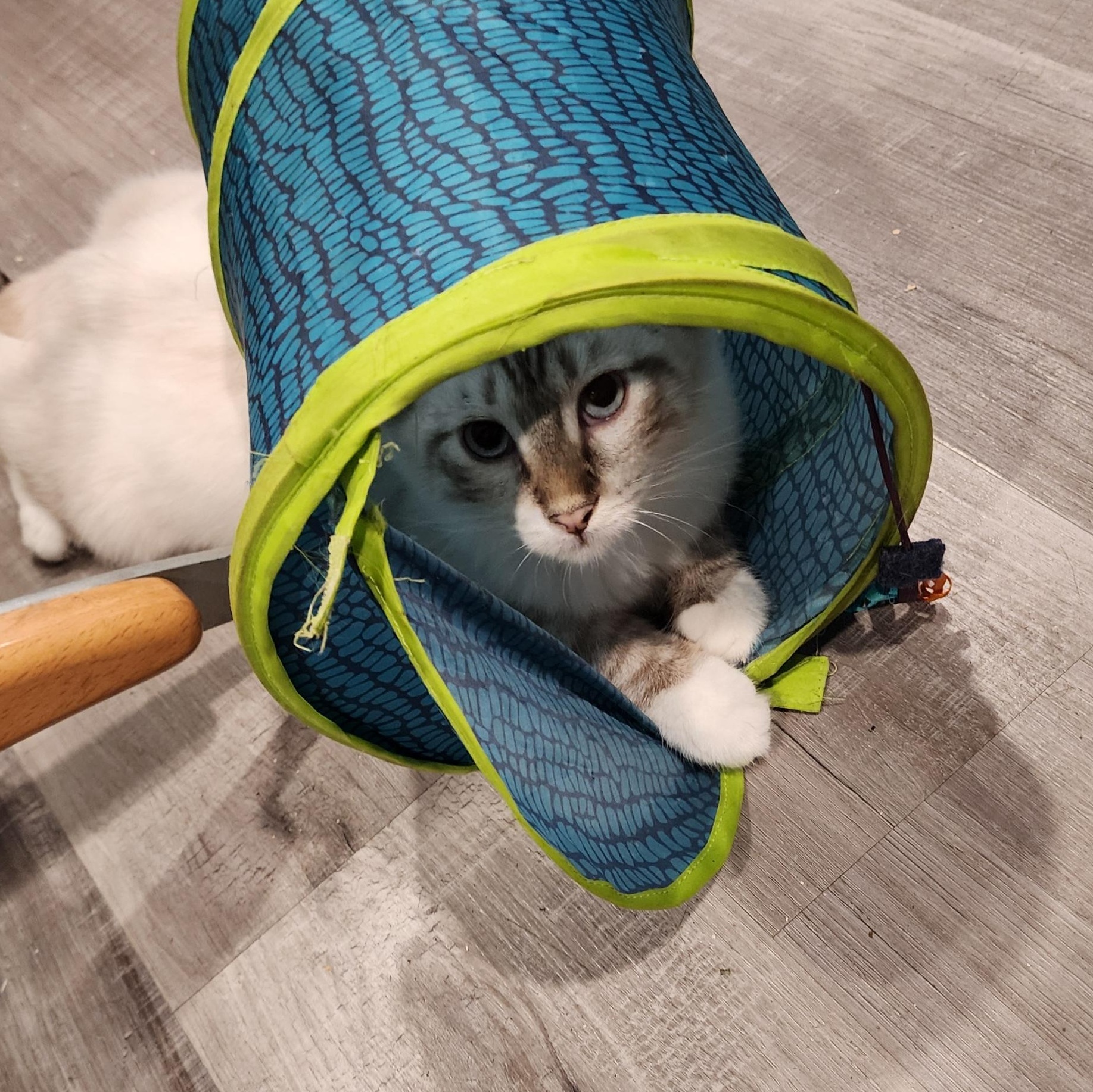 Enlarge Jade, a Adopted Snowshoe in HUNTINGTON BEACH, CA image 1/12