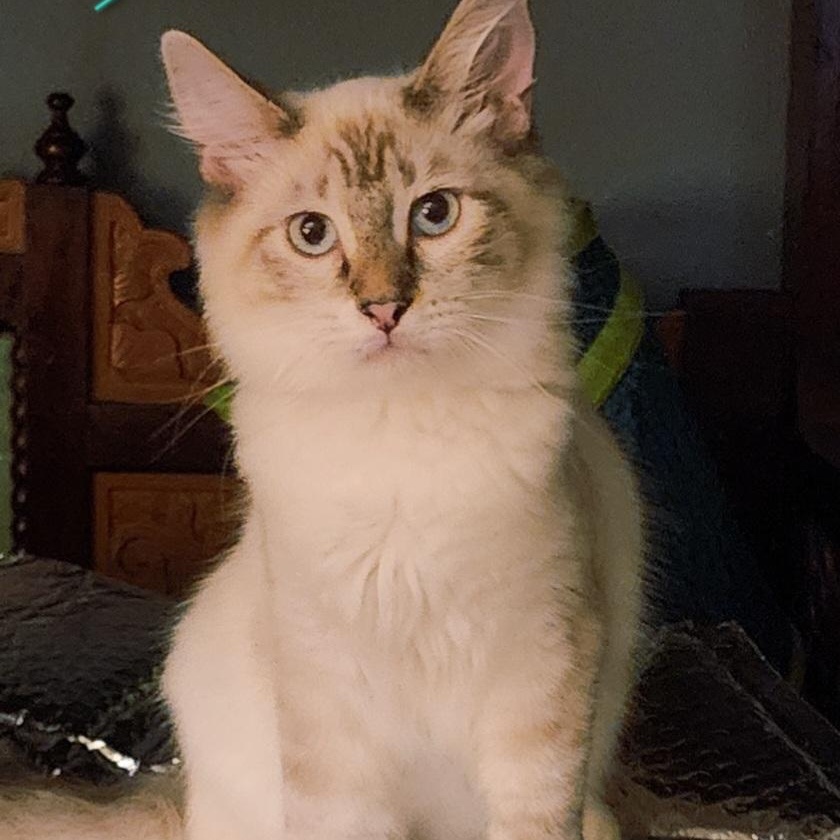 Enlarge Jade, a Adopted Snowshoe in HUNTINGTON BEACH, CA image 12/12