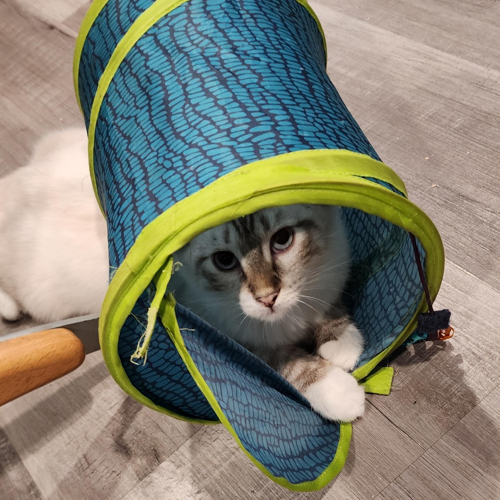 Enlarge Jade, a Adopted Snowshoe in HUNTINGTON BEACH, CA image 10/12