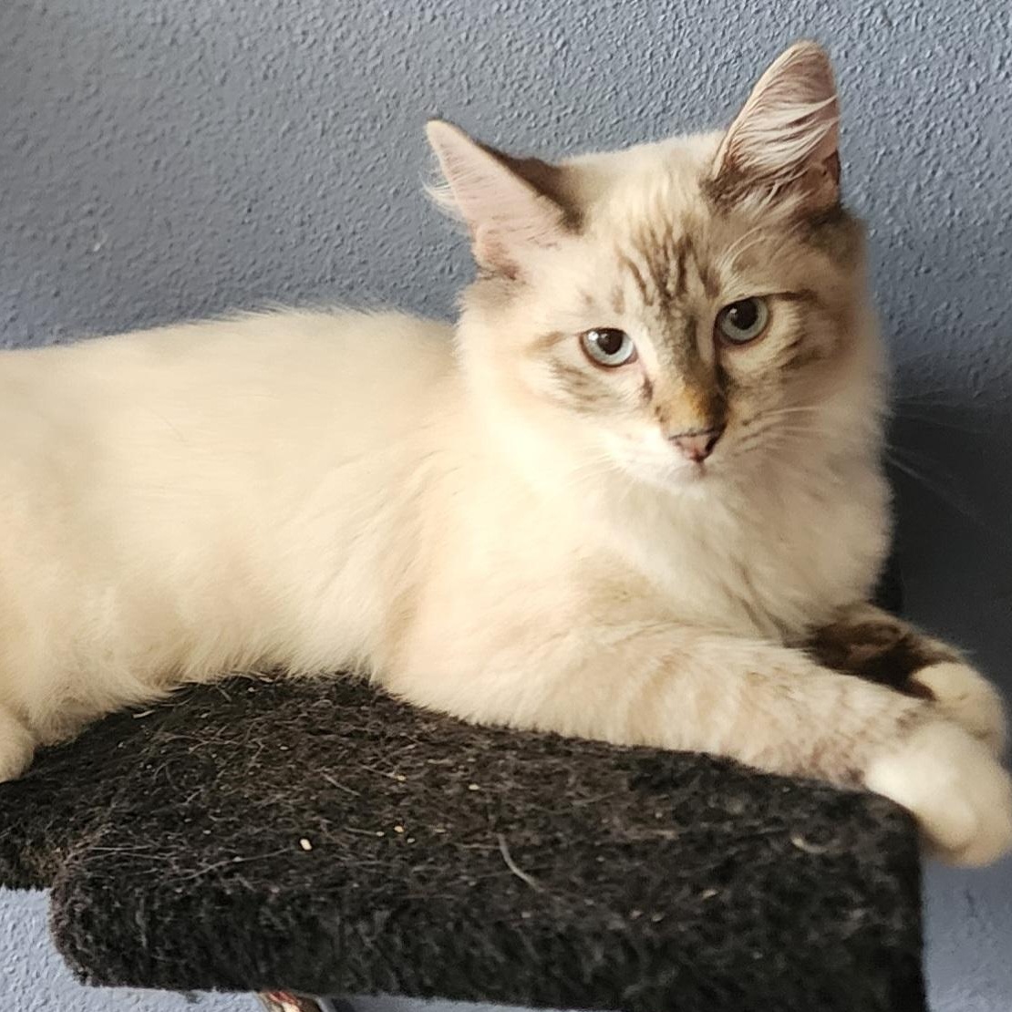 Enlarge Jade, a Adopted Snowshoe in HUNTINGTON BEACH, CA image 11/12