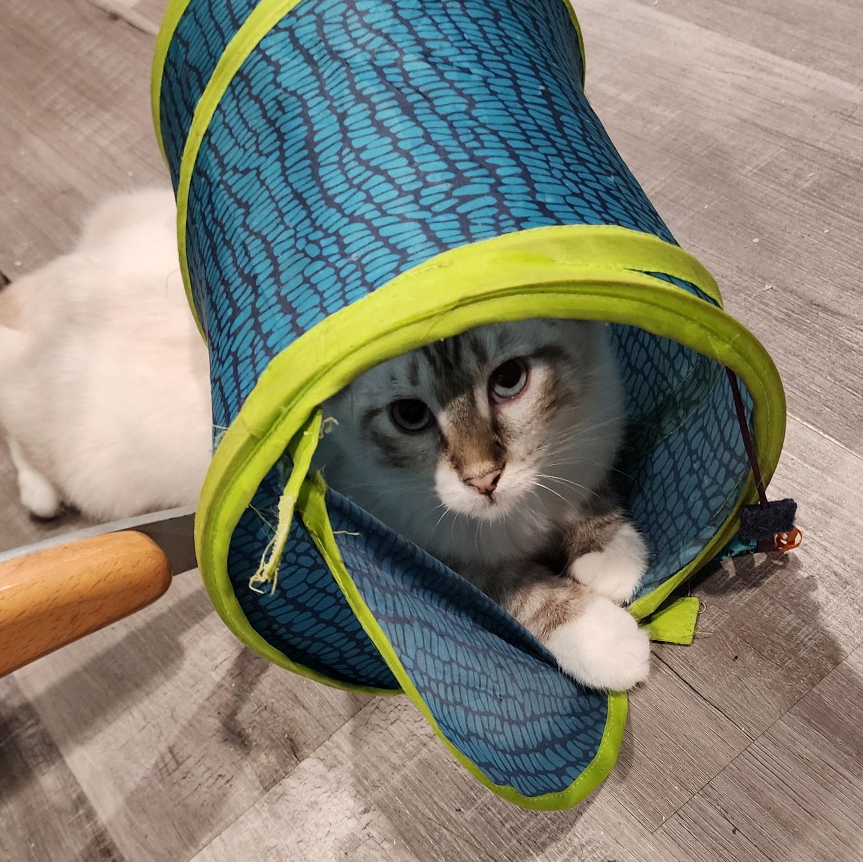 Enlarge Jade, a Adopted Snowshoe in HUNTINGTON BEACH, CA image 4/12