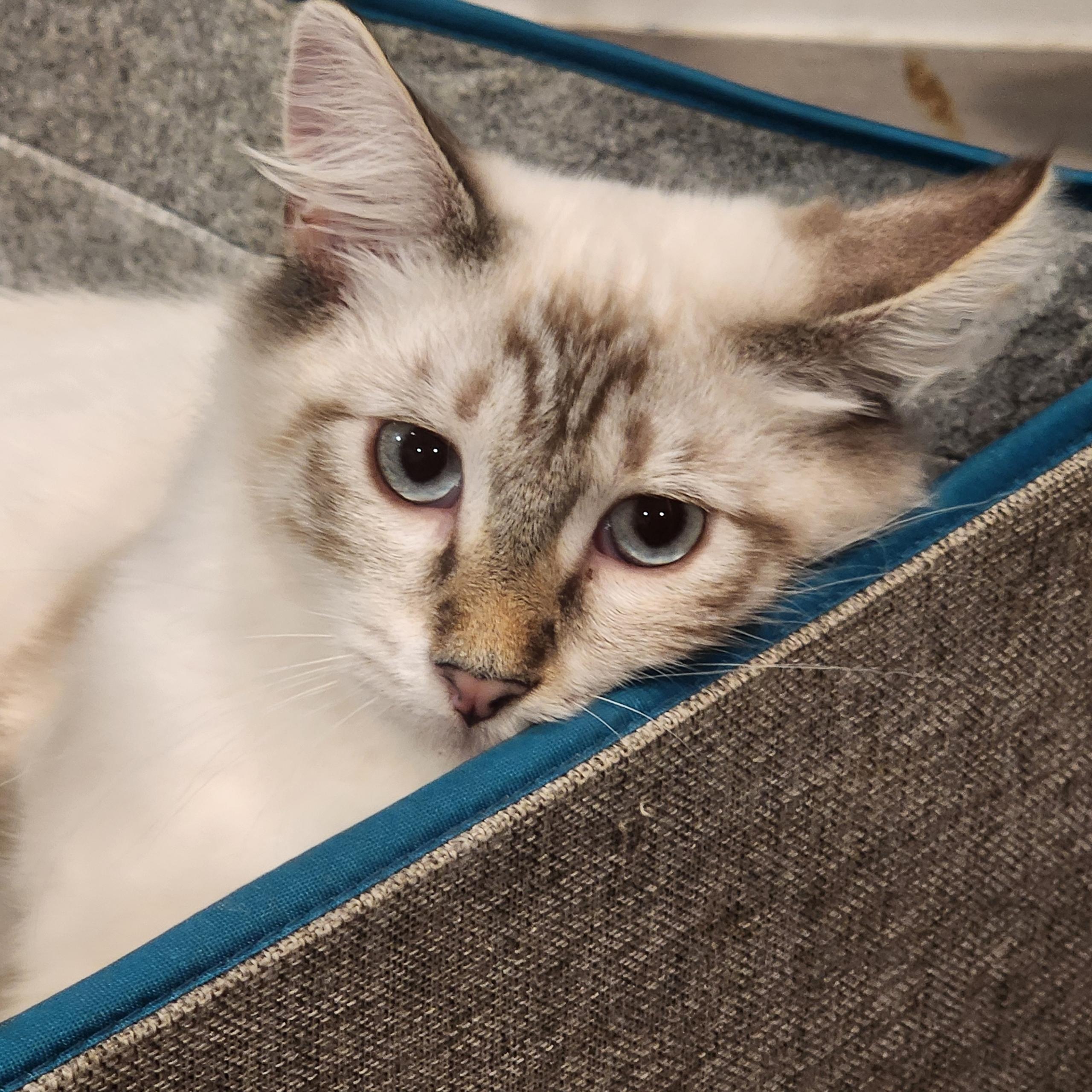 Enlarge Jade, a Adopted Snowshoe in HUNTINGTON BEACH, CA image 5/12