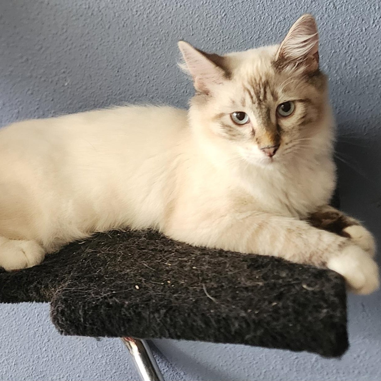 Enlarge Jade, a Adopted Snowshoe in HUNTINGTON BEACH, CA image 6/12