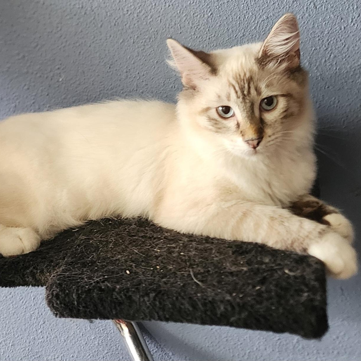 Enlarge Jade, a Adopted Snowshoe in HUNTINGTON BEACH, CA image 7/12