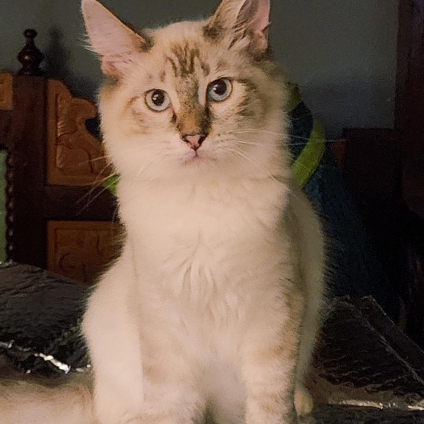 Enlarge Jade, a Adopted Snowshoe in HUNTINGTON BEACH, CA image 8/12