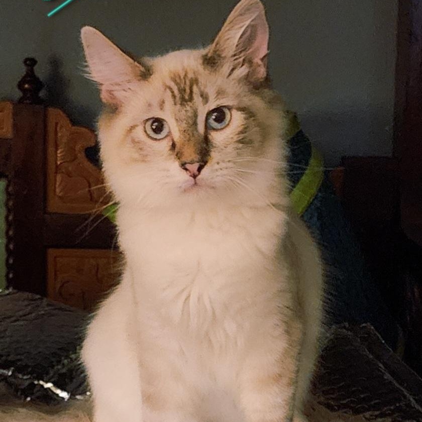 Enlarge Jade, a Adopted Snowshoe in HUNTINGTON BEACH, CA image 9/12