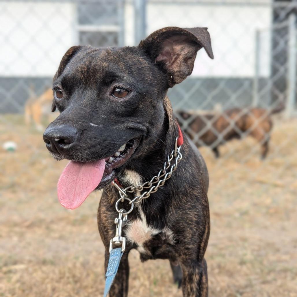 Princess Posey McGillicutty, ADOPTABLE, Young Female Chihuahua & Terrier.