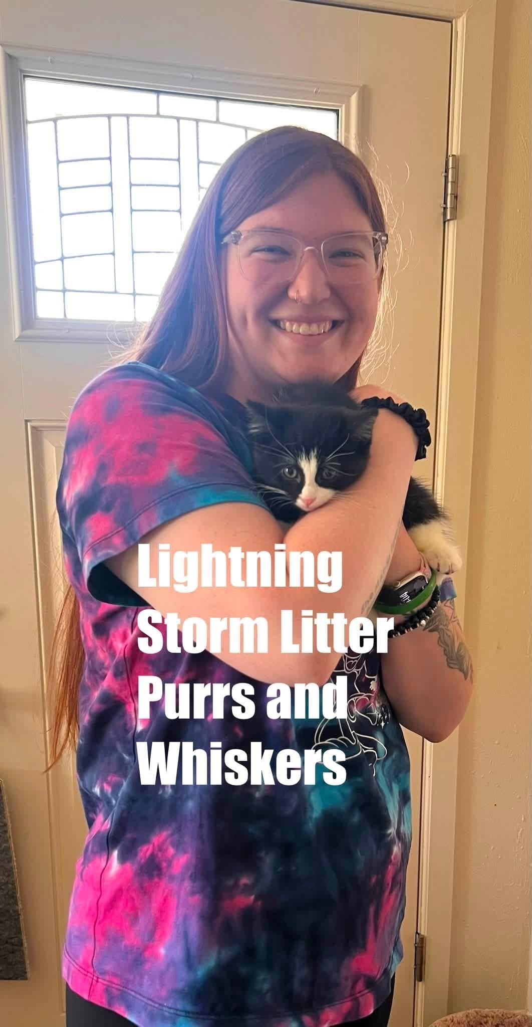 Enlarge Lightning, an adopted Domestic Short Hair in New Hartford, NY image 1/1