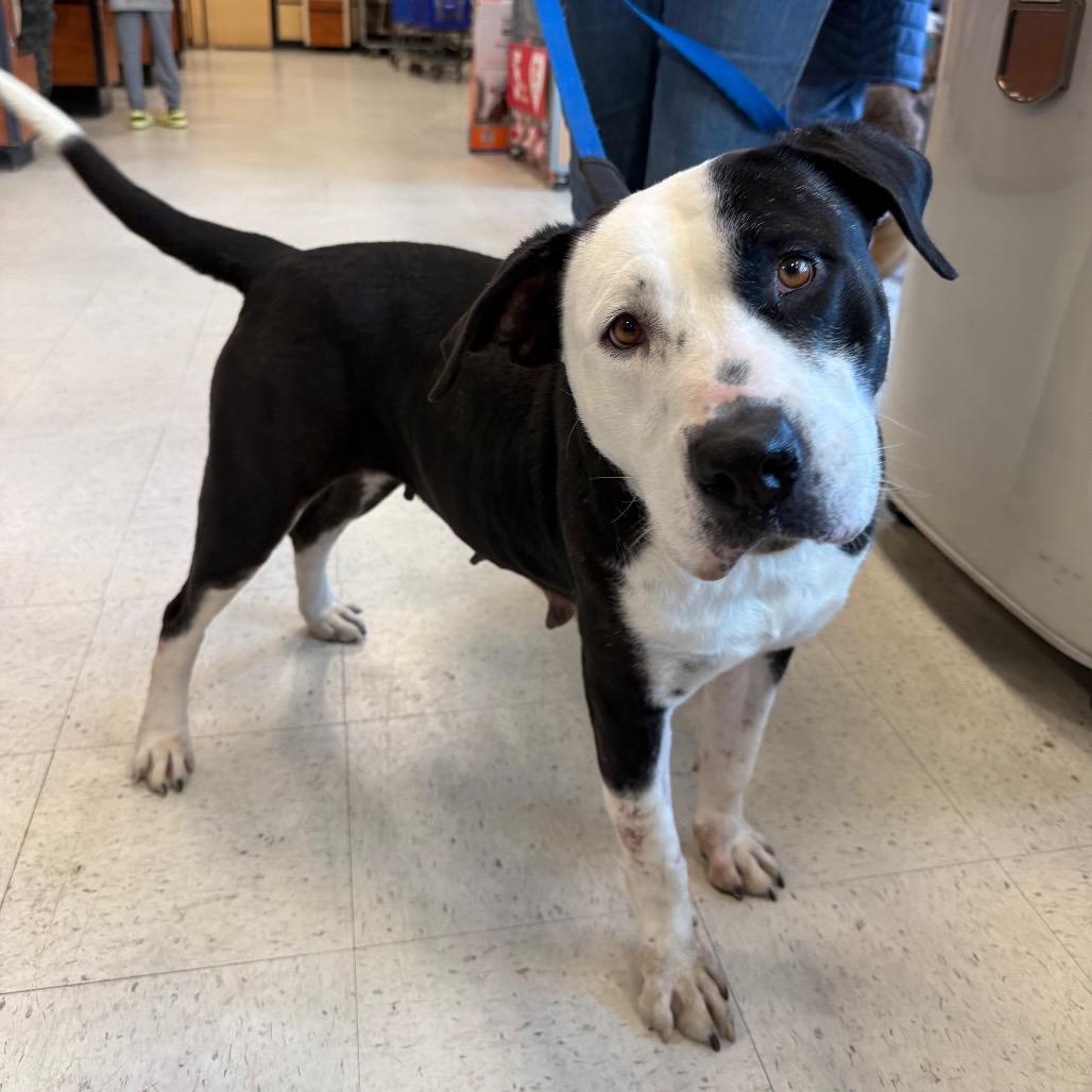 Betty, Adoptable, Adult Female Mixed Breed.