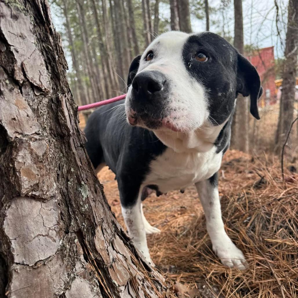 Betty, a Adoptable Mixed Breed in Aberdeen, NC image 2/6