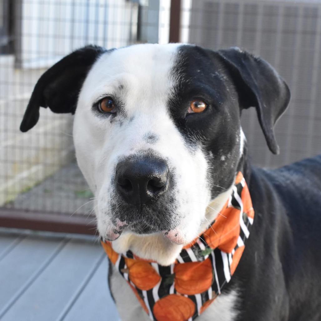 Betty, a Adoptable Mixed Breed in Aberdeen, NC image 3/6