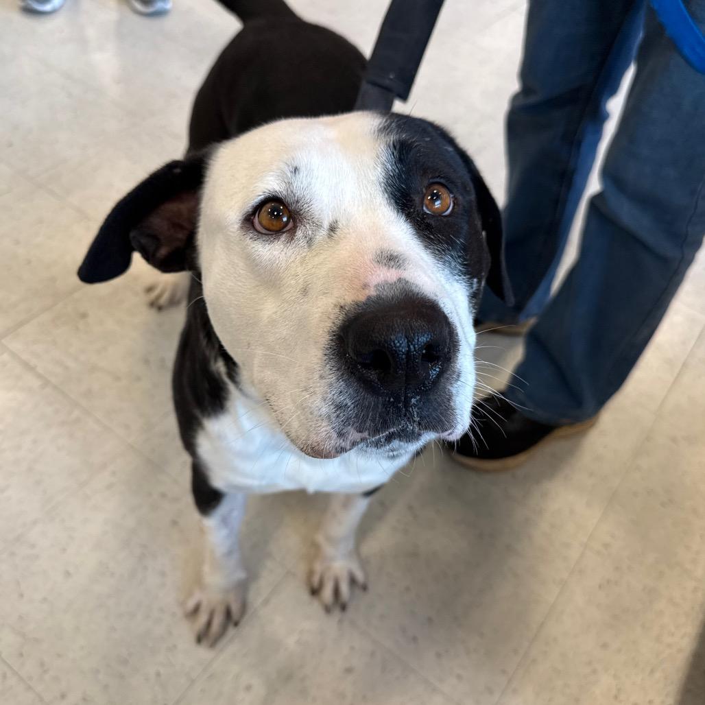 Betty, a Adoptable Mixed Breed in Aberdeen, NC image 4/6