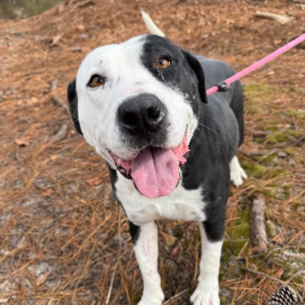 Betty, a Adoptable Mixed Breed in Aberdeen, NC image 5/6