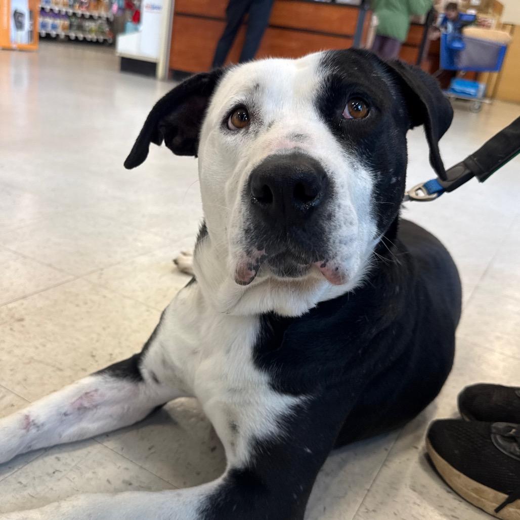 Betty, a Adoptable Mixed Breed in Aberdeen, NC image 6/6