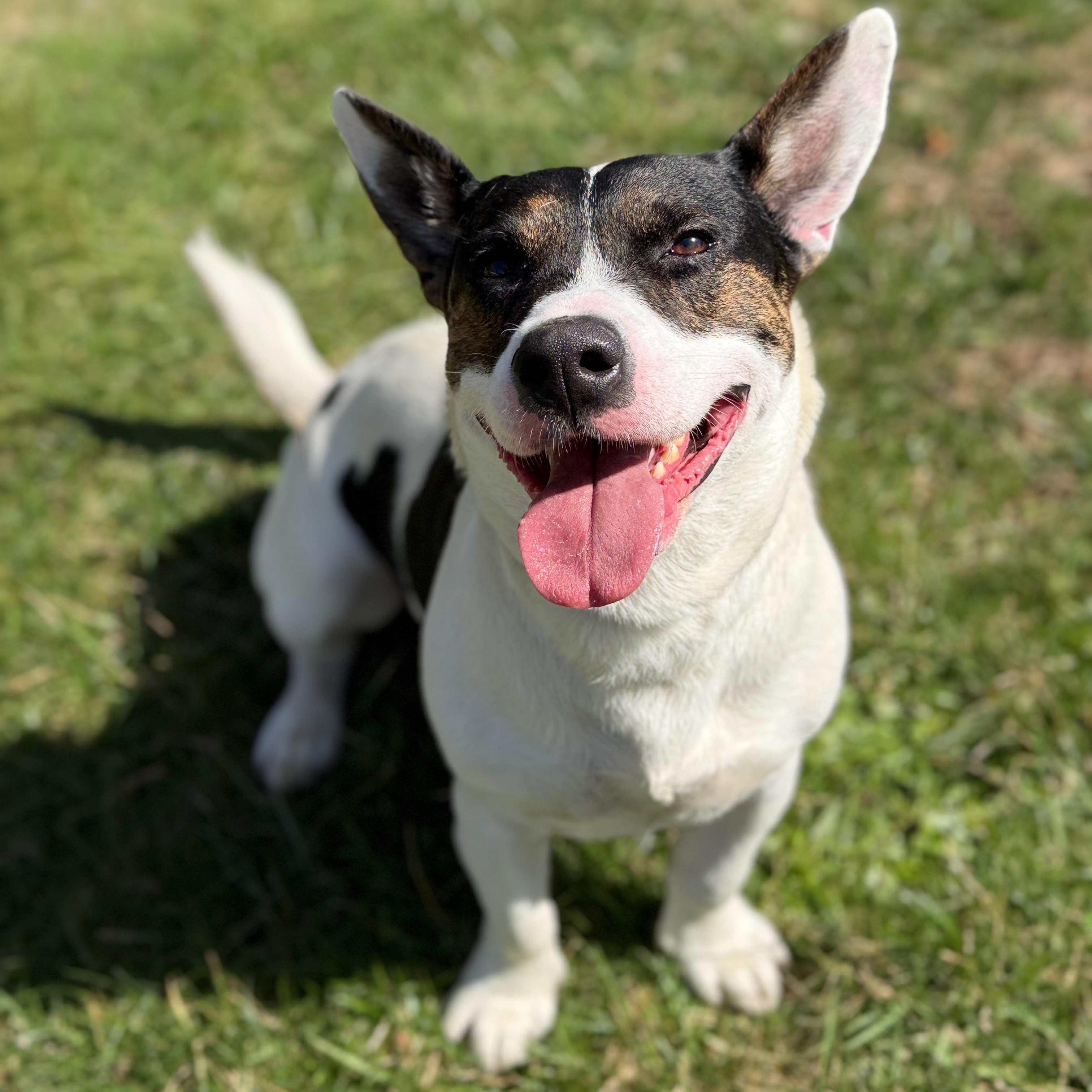 Enlarge Okie, a Adoptable mixed breed in Latrobe, PA image 1/6