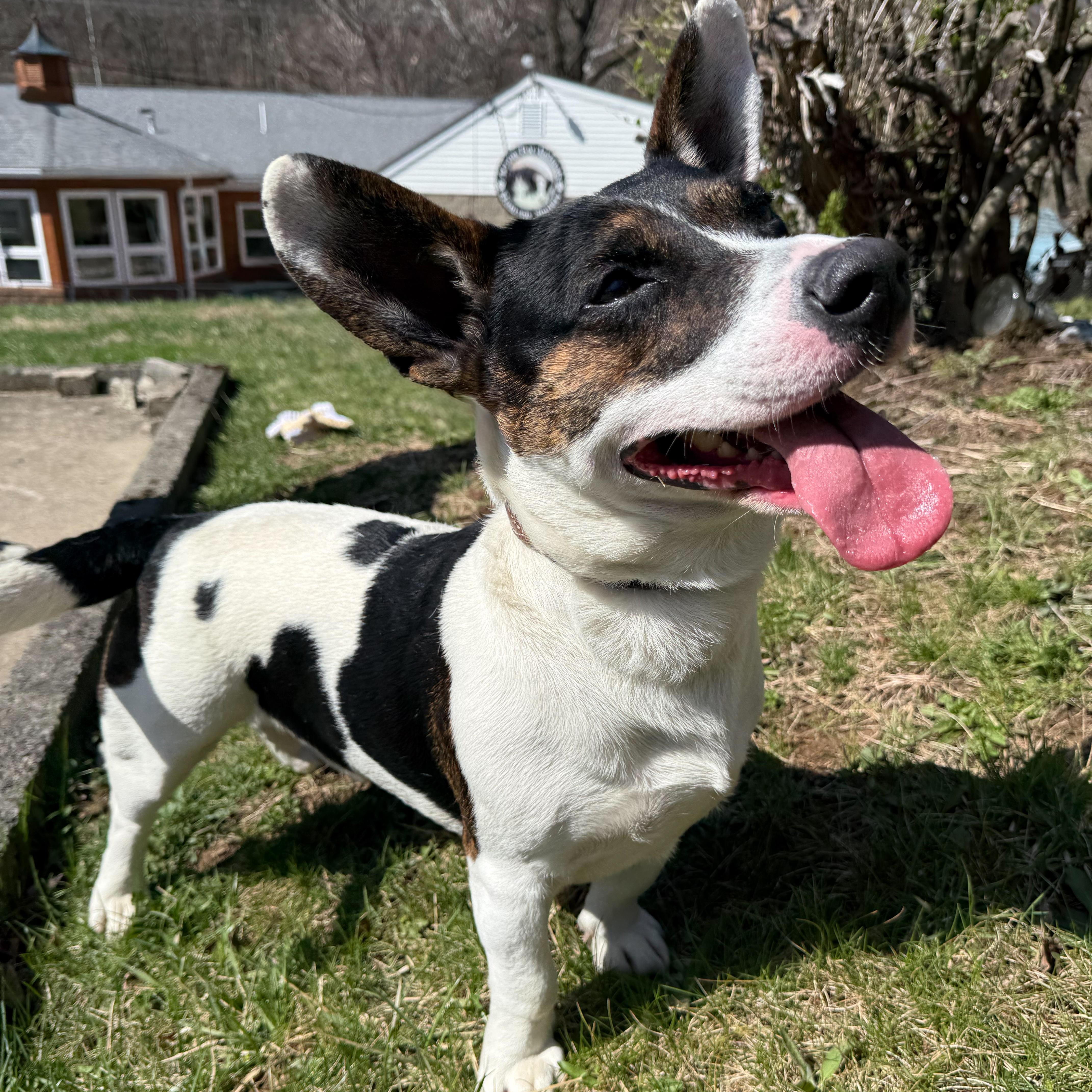 Enlarge Okie, a Adoptable mixed breed in Latrobe, PA image 2/6