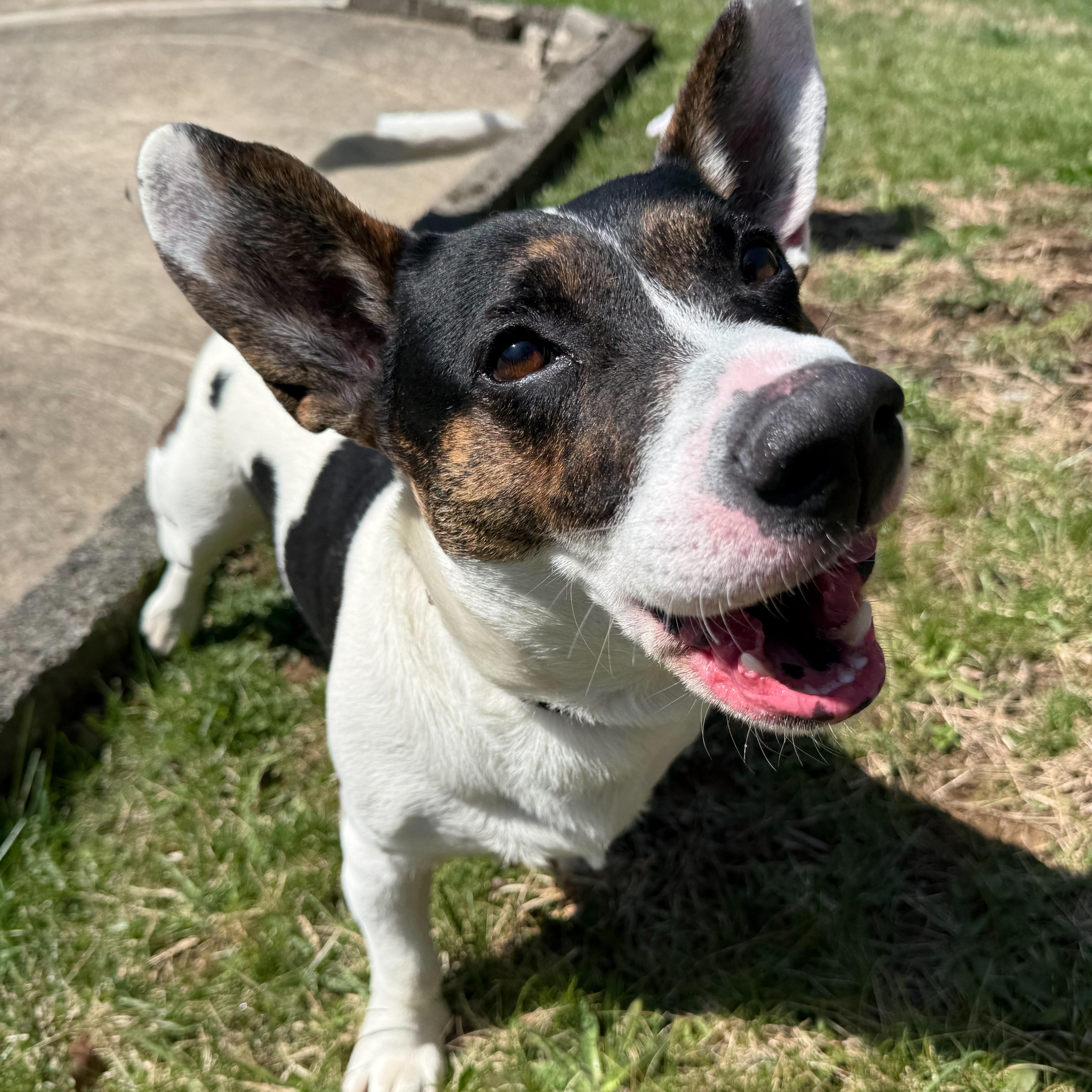 Enlarge Okie, a Adoptable mixed breed in Latrobe, PA image 3/6