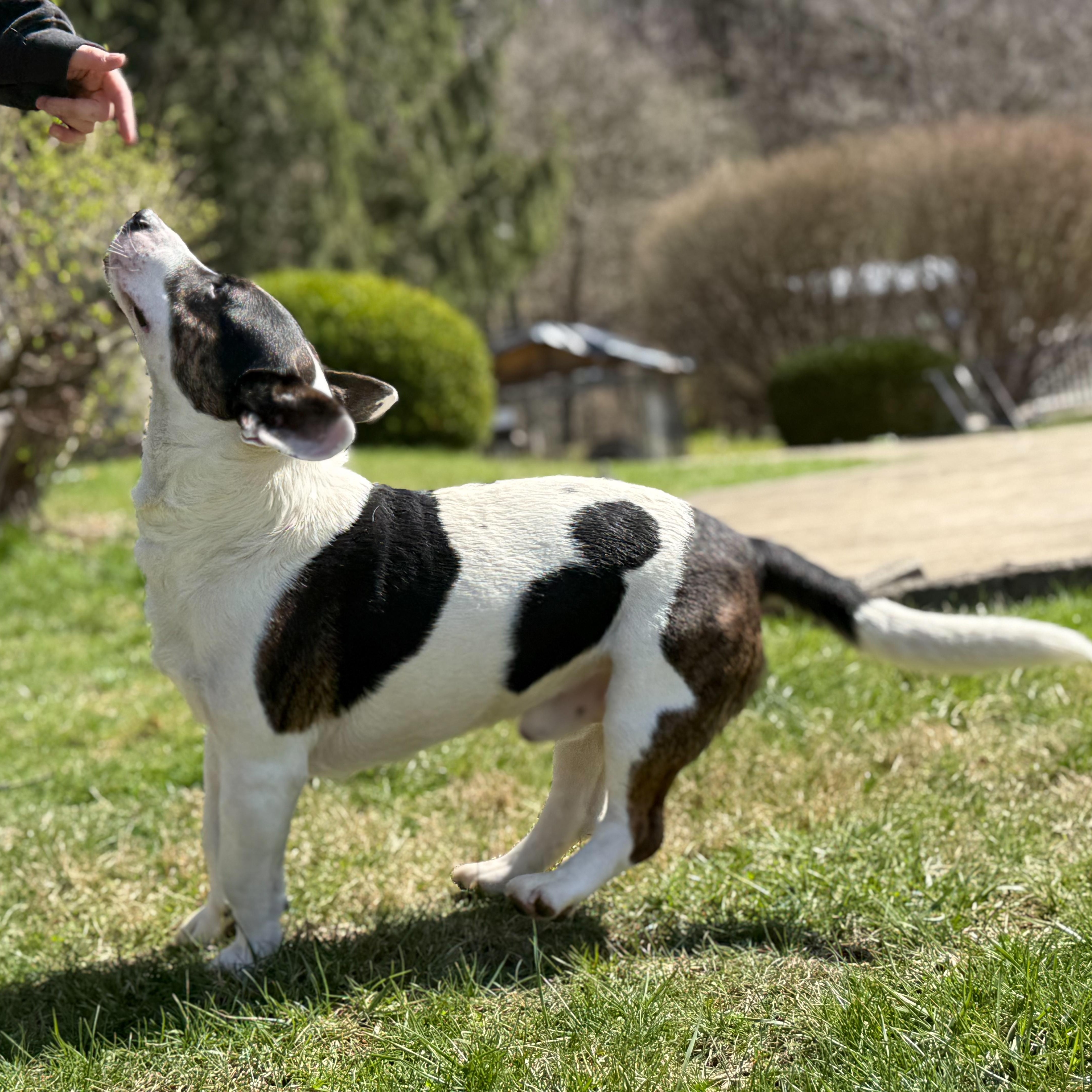 Enlarge Okie, a Adoptable mixed breed in Latrobe, PA image 4/6
