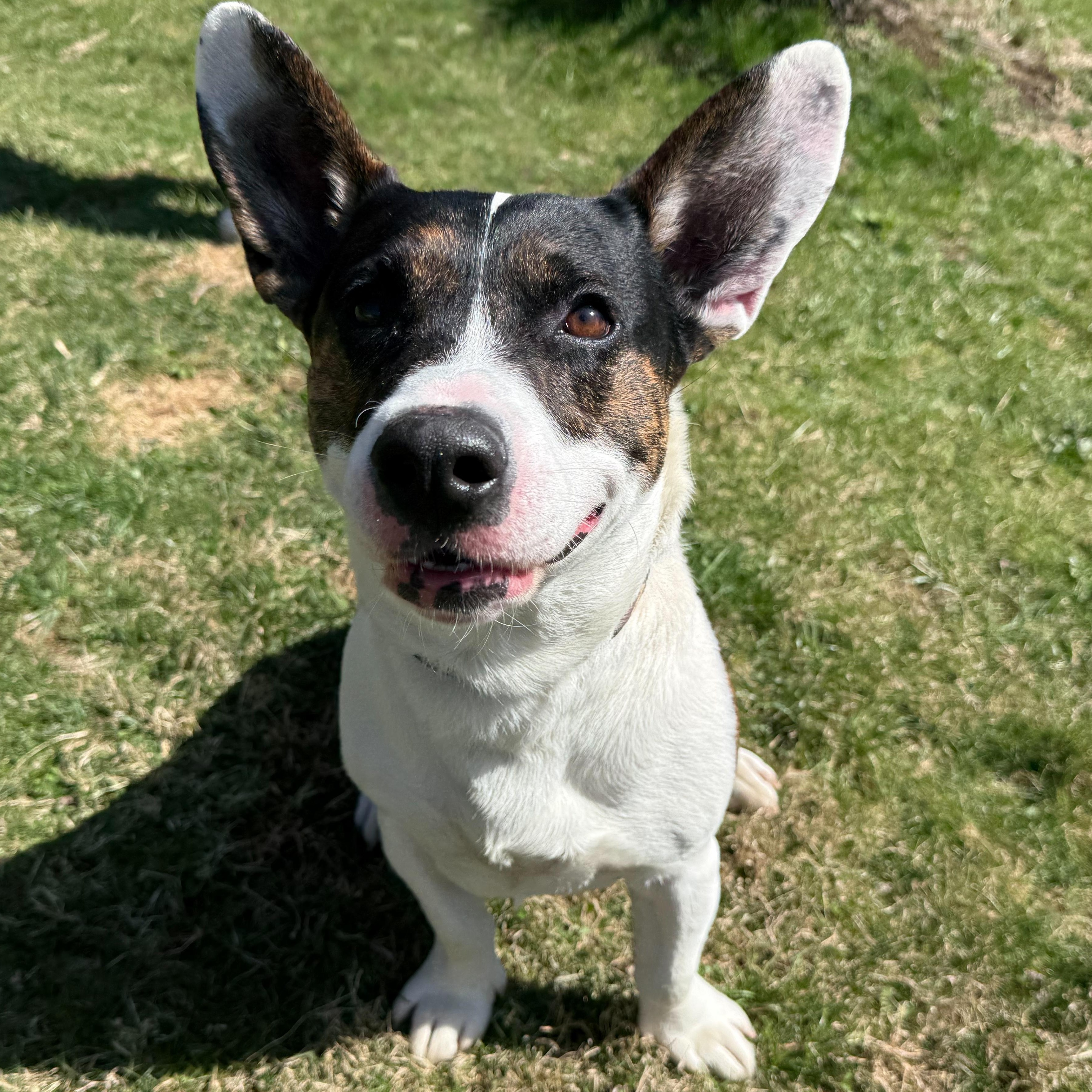 Enlarge Okie, a Adoptable mixed breed in Latrobe, PA image 5/6