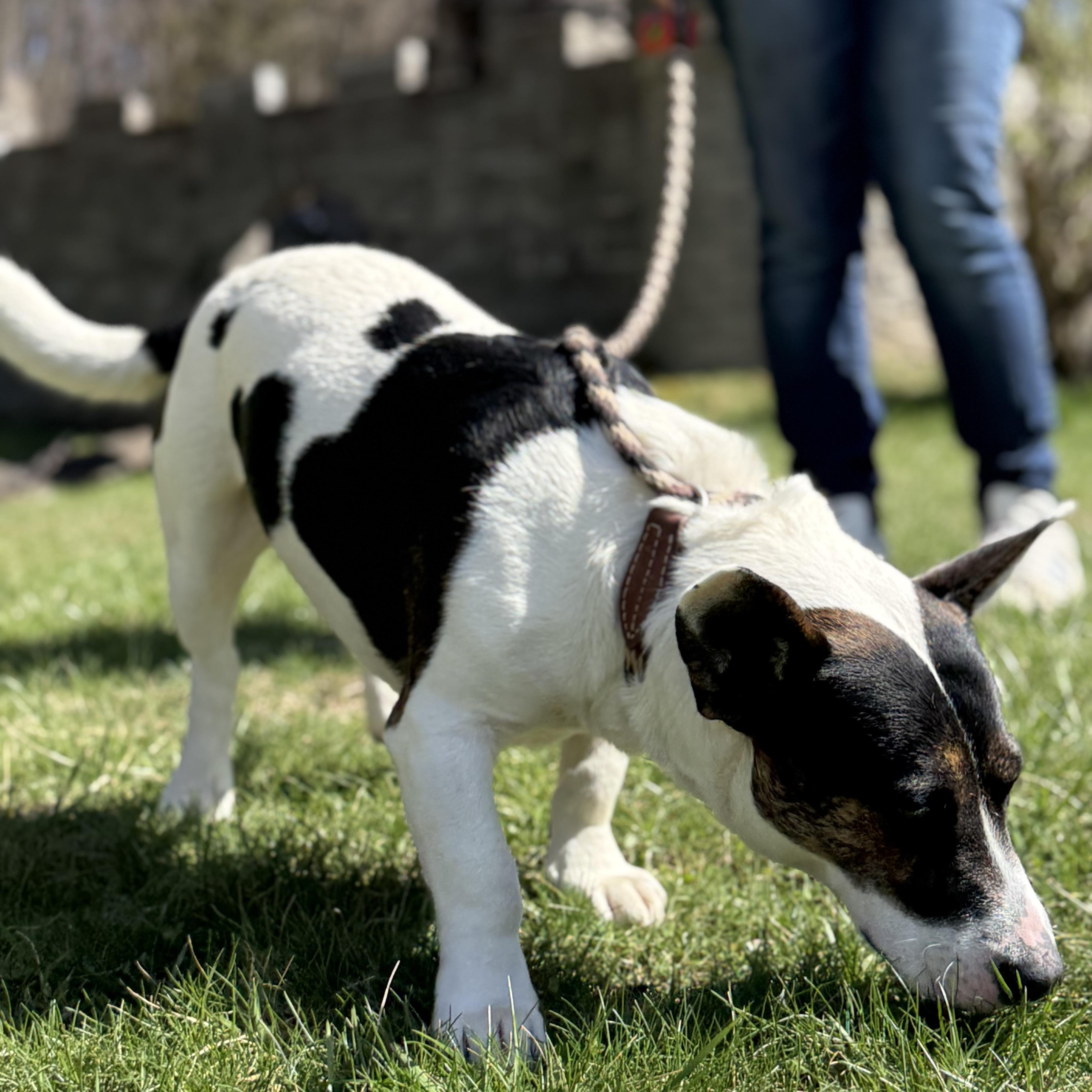Enlarge Okie, a Adoptable mixed breed in Latrobe, PA image 6/6