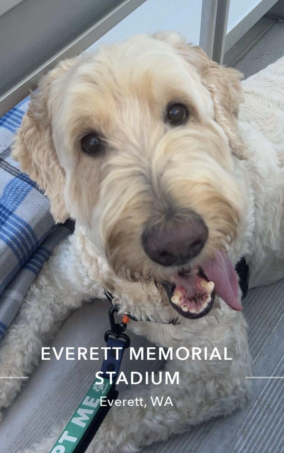 Enlarge Banksy, a ADOPTABLE Goldendoodle in Silvana, WA image 1/3