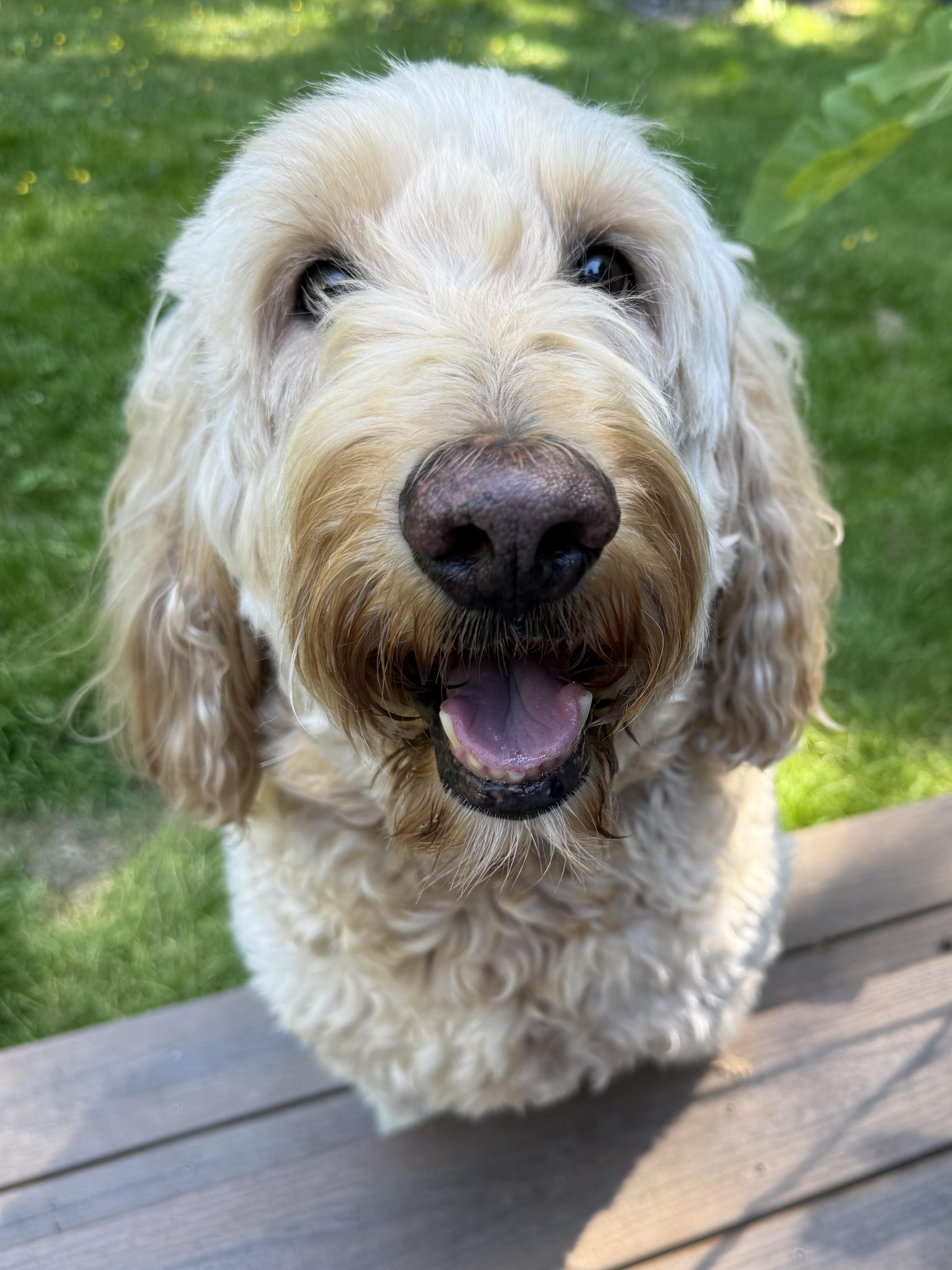 Enlarge Banksy, a ADOPTABLE Goldendoodle in Silvana, WA image 2/3