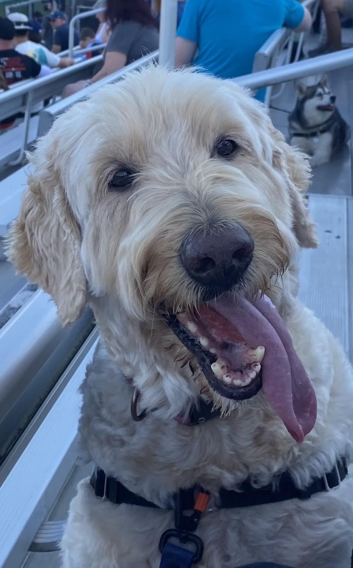 Enlarge Banksy, a ADOPTABLE Goldendoodle in Silvana, WA image 3/3