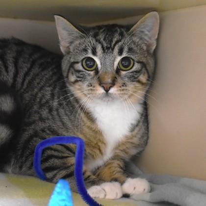 Cannoli, a ADOPTABLE Domestic Short Hair in Flagstaff, AZ image 3/3