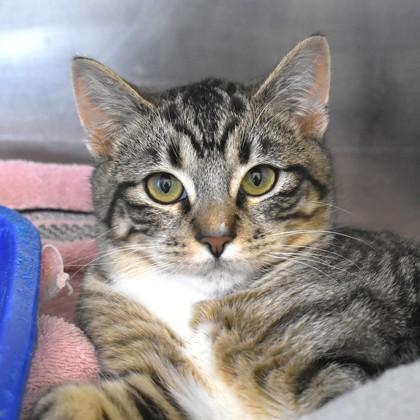 Cannoli, ADOPTABLE, Young Male Domestic Short Hair.