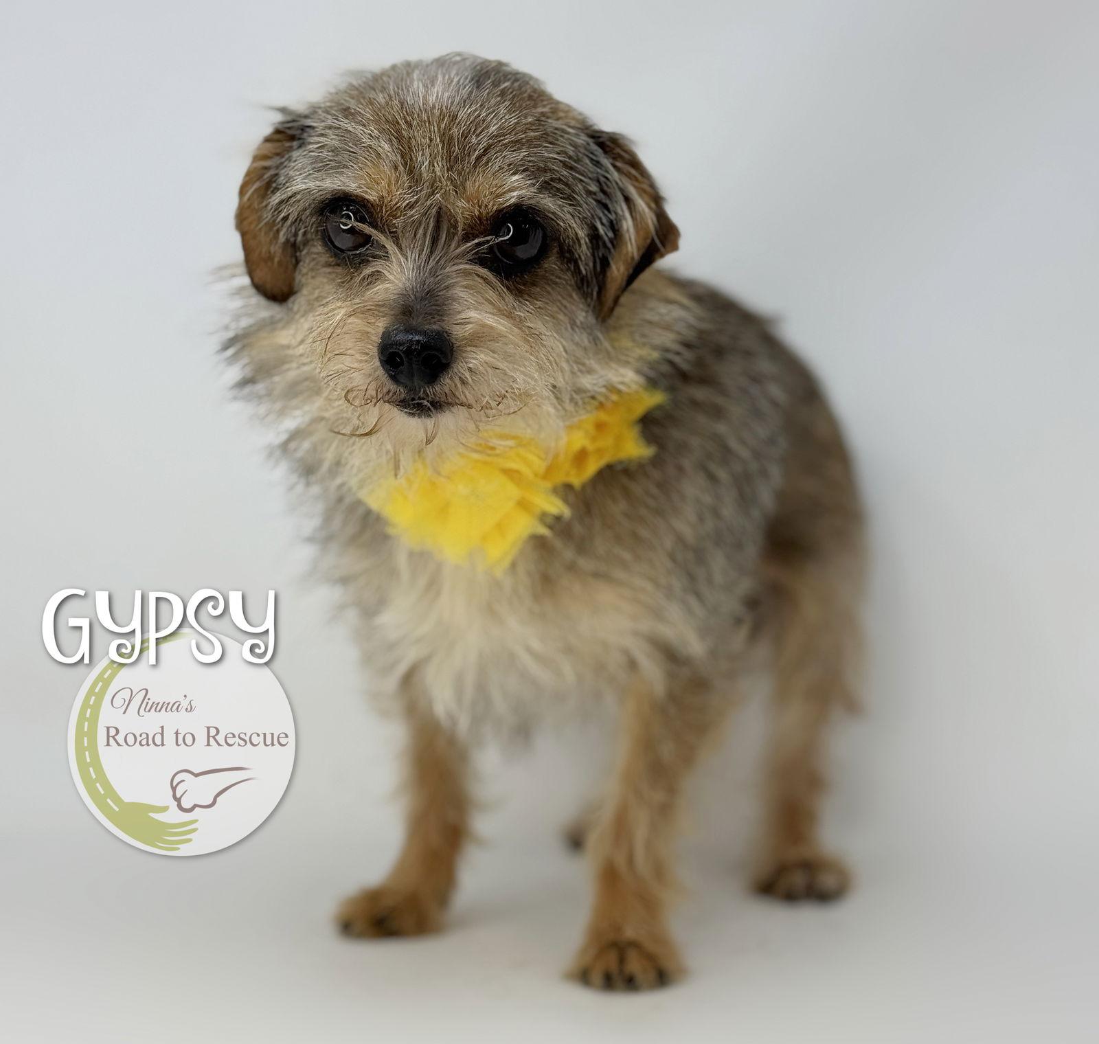 Gypsy, Adoptable, Adult Female Yorkshire Terrier & Jack Russell Terrier.