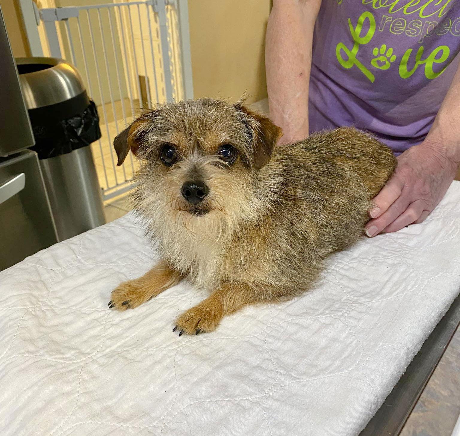 Enlarge Gypsy (NOT YET AVAILABLE), a Adoptable mixed breed in Benton, LA image 1/1