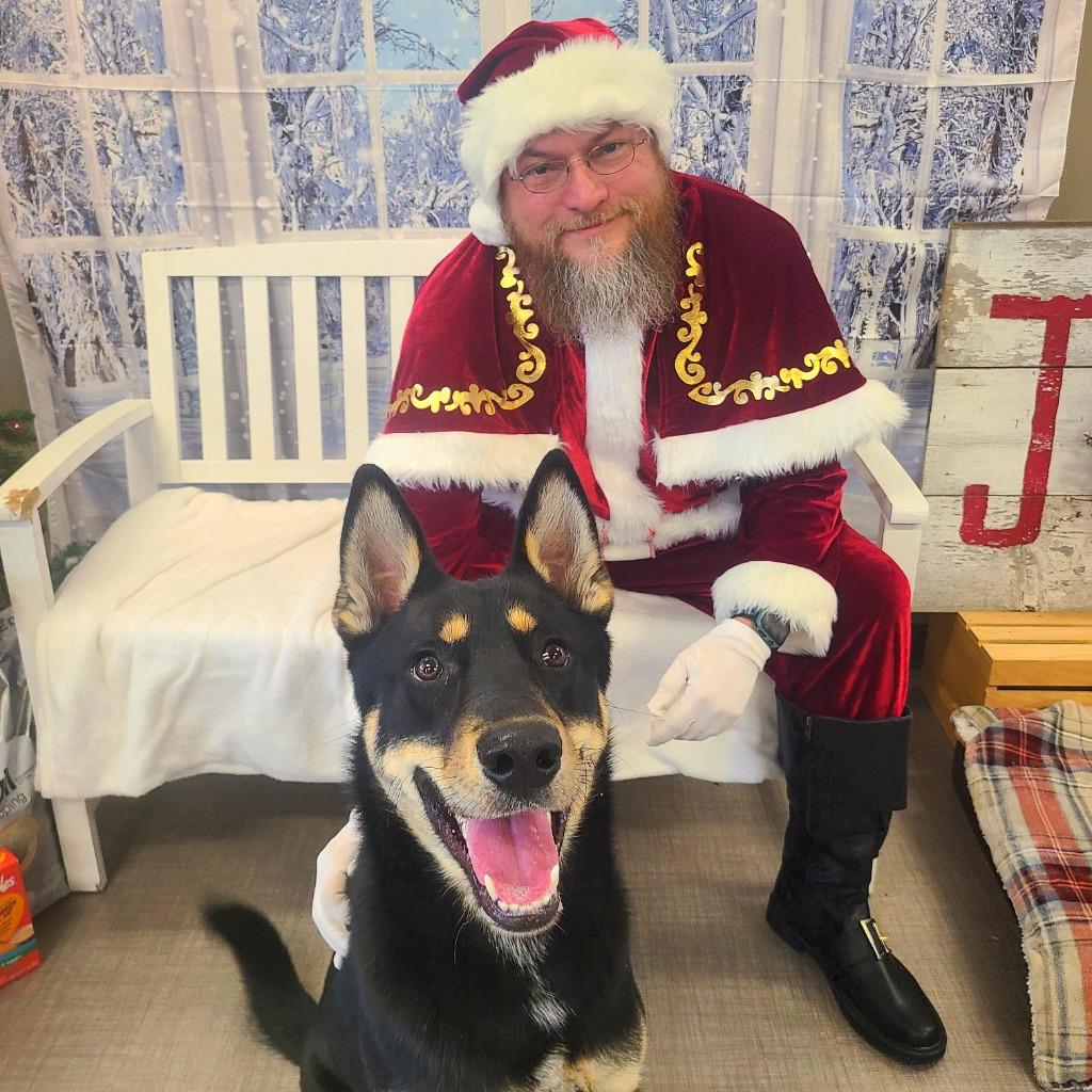 Enlarge Bandit Yrly 390, a Adoptable mixed breed in Sidney, OH image 1/6