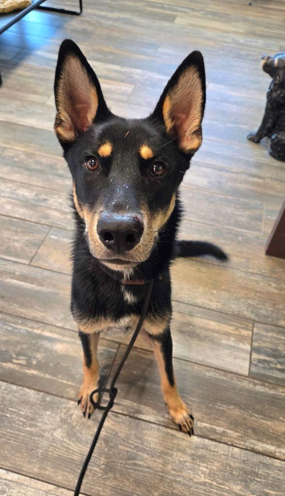 Enlarge Bandit Yrly 390, a Adoptable mixed breed in Sidney, OH image 3/6