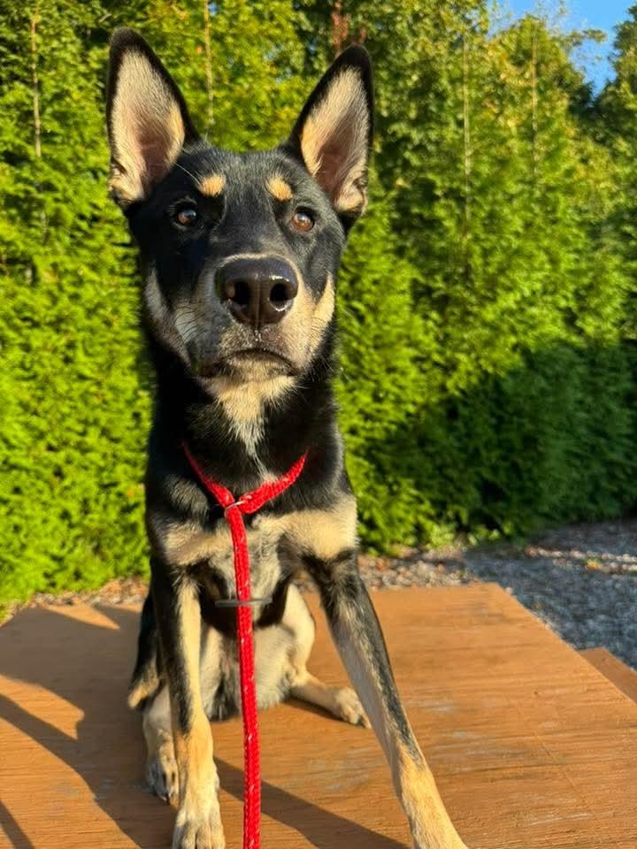 Enlarge Bandit Yrly 390, a Adoptable mixed breed in Sidney, OH image 4/6