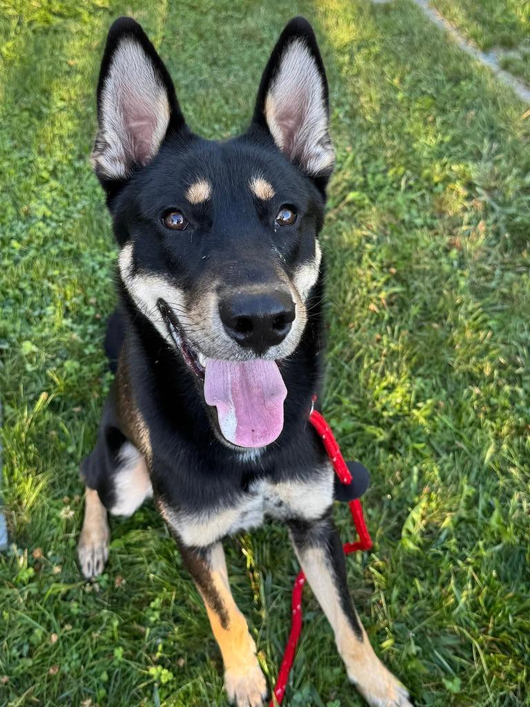 Enlarge Bandit Yrly 390, a Adoptable mixed breed in Sidney, OH image 2/6