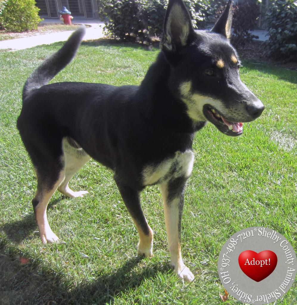 Enlarge Bandit Yrly 390, a Adoptable mixed breed in Sidney, OH image 5/6