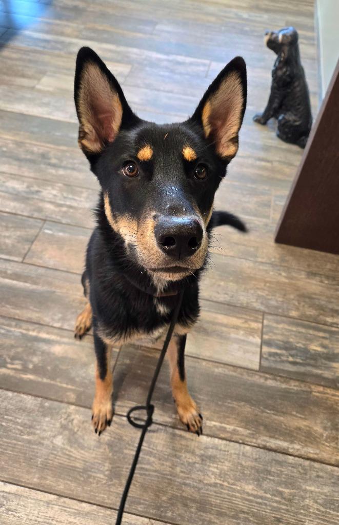 Enlarge Bandit Yrly 390, a Adoptable mixed breed in Sidney, OH image 6/6