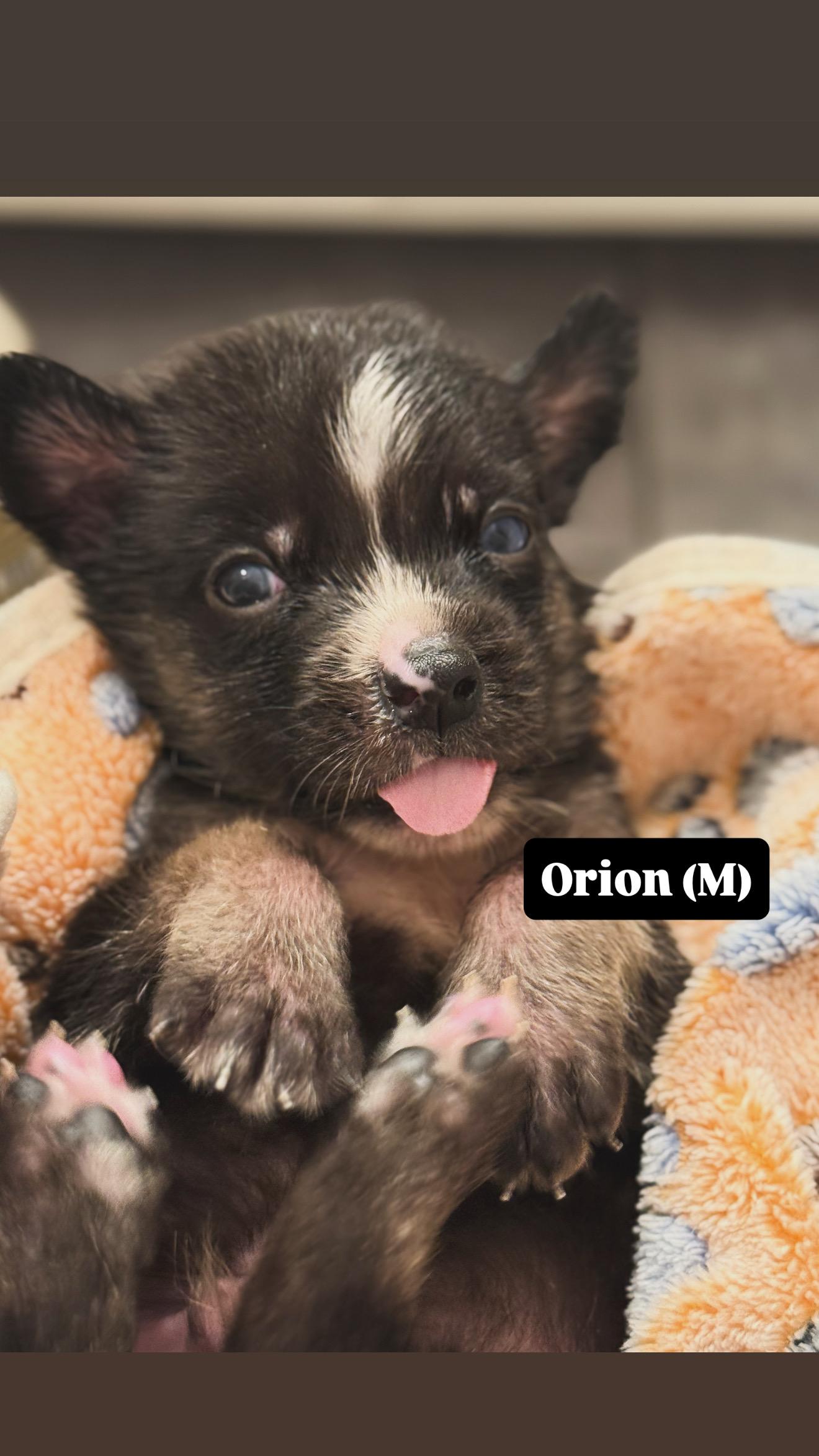 Enlarge Orion, a Adopted mixed breed in Seattle, WA image 1/3