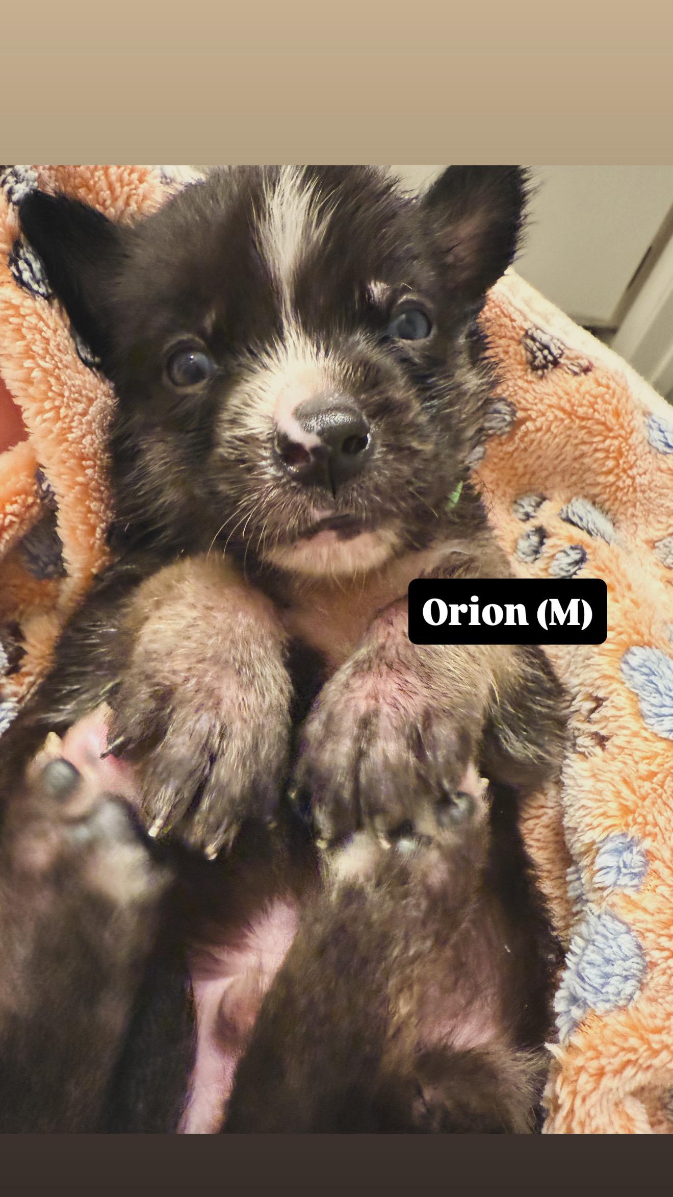 Enlarge Orion, a Adopted mixed breed in Seattle, WA image 1/3