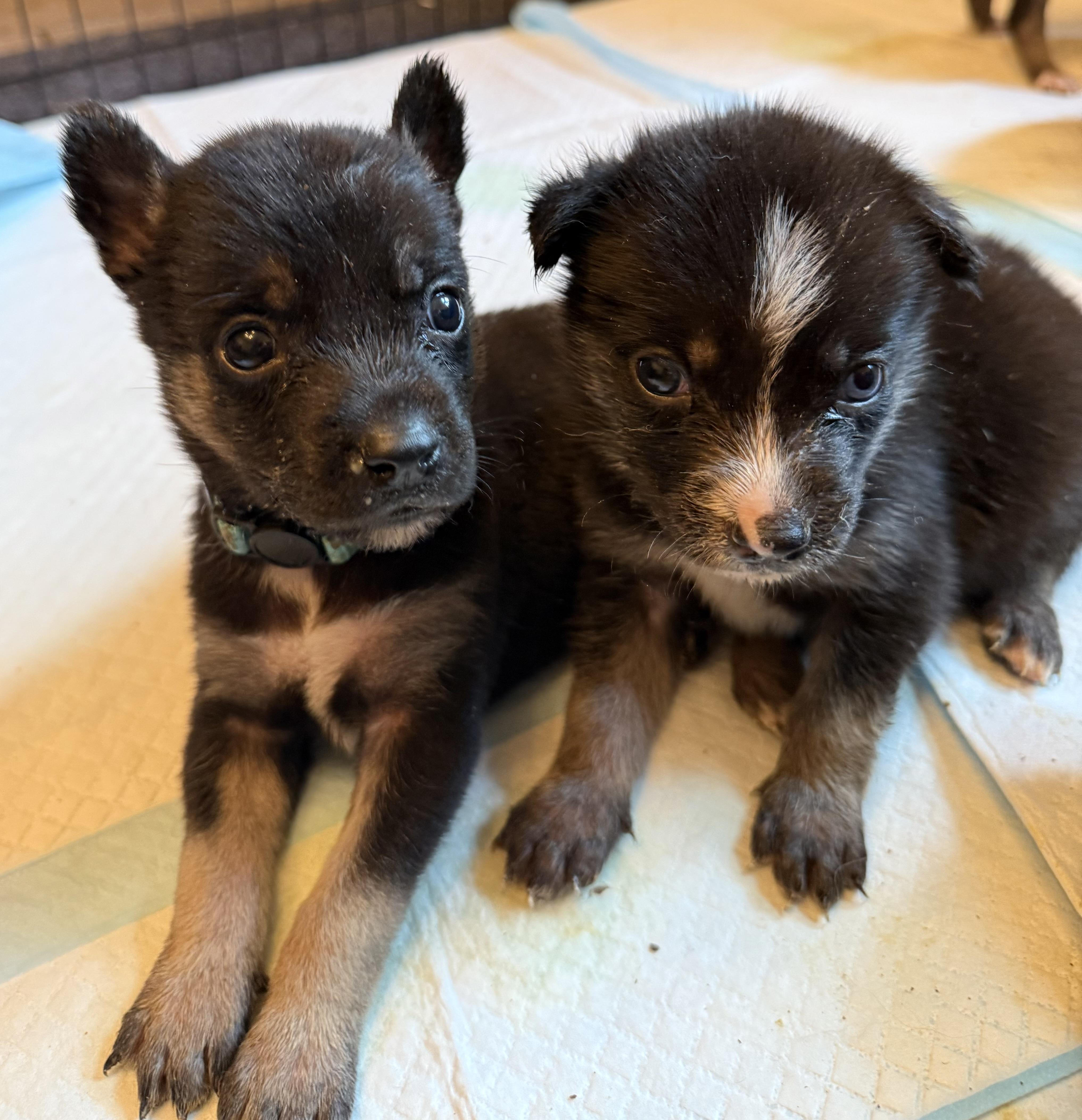 Enlarge Orion, a Adopted mixed breed in Seattle, WA image 2/3