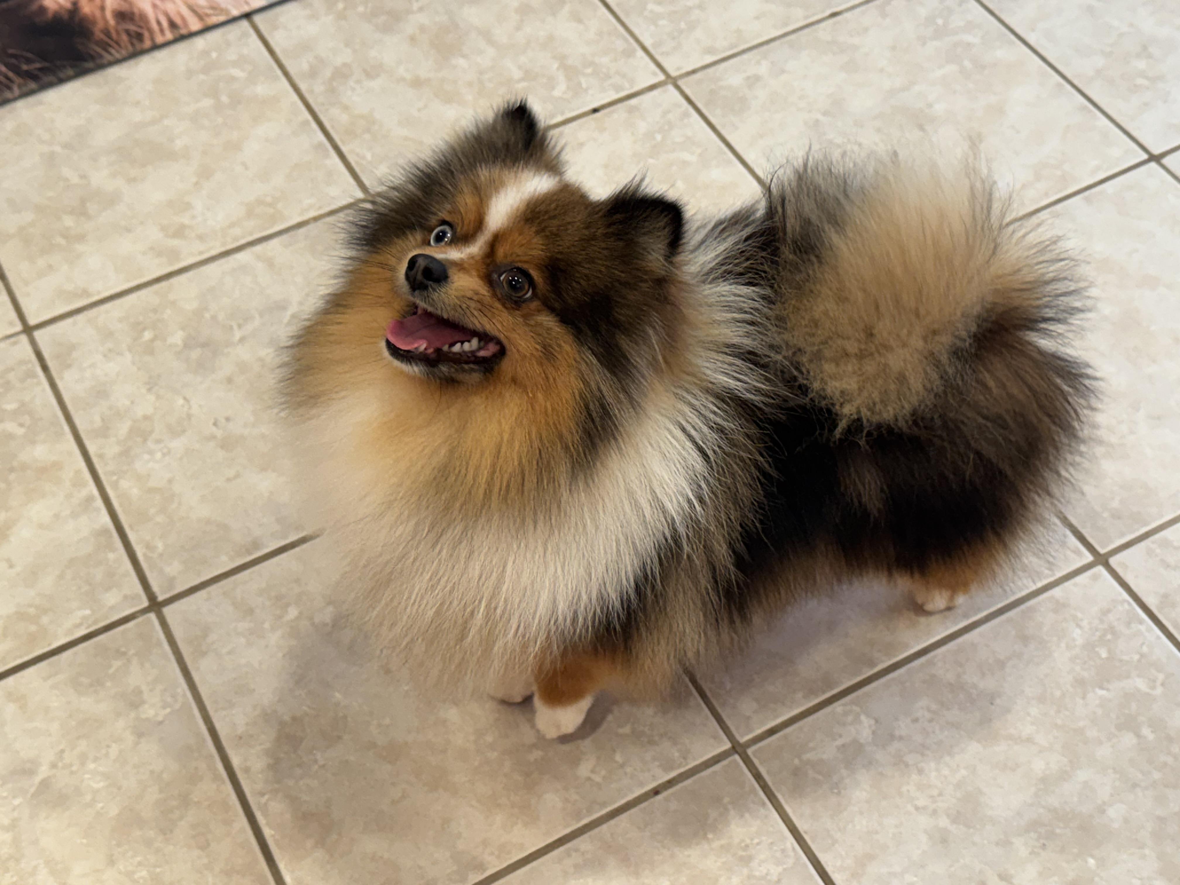 Enlarge Pascal, an adopted Pomeranian in ontario, CA image 3/6