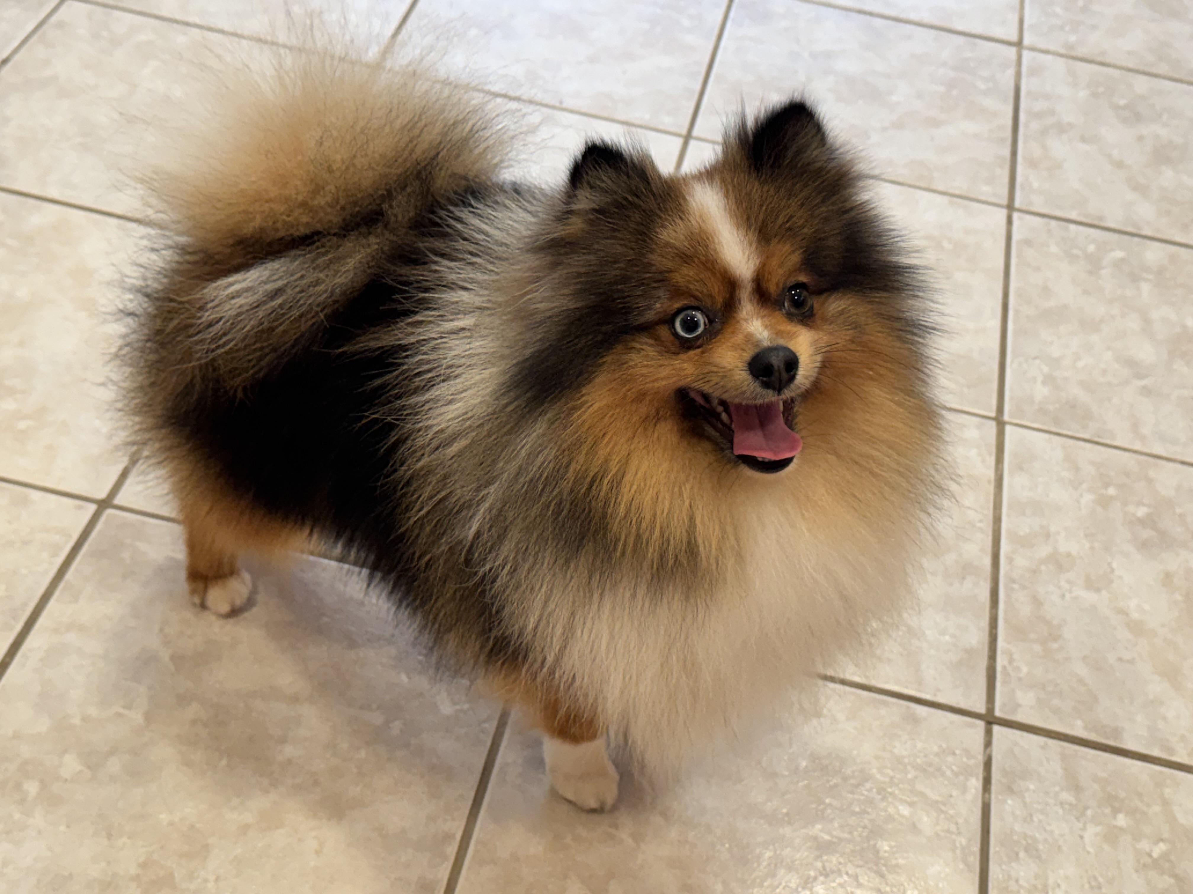 Enlarge Pascal, an adopted Pomeranian in ontario, CA image 1/6