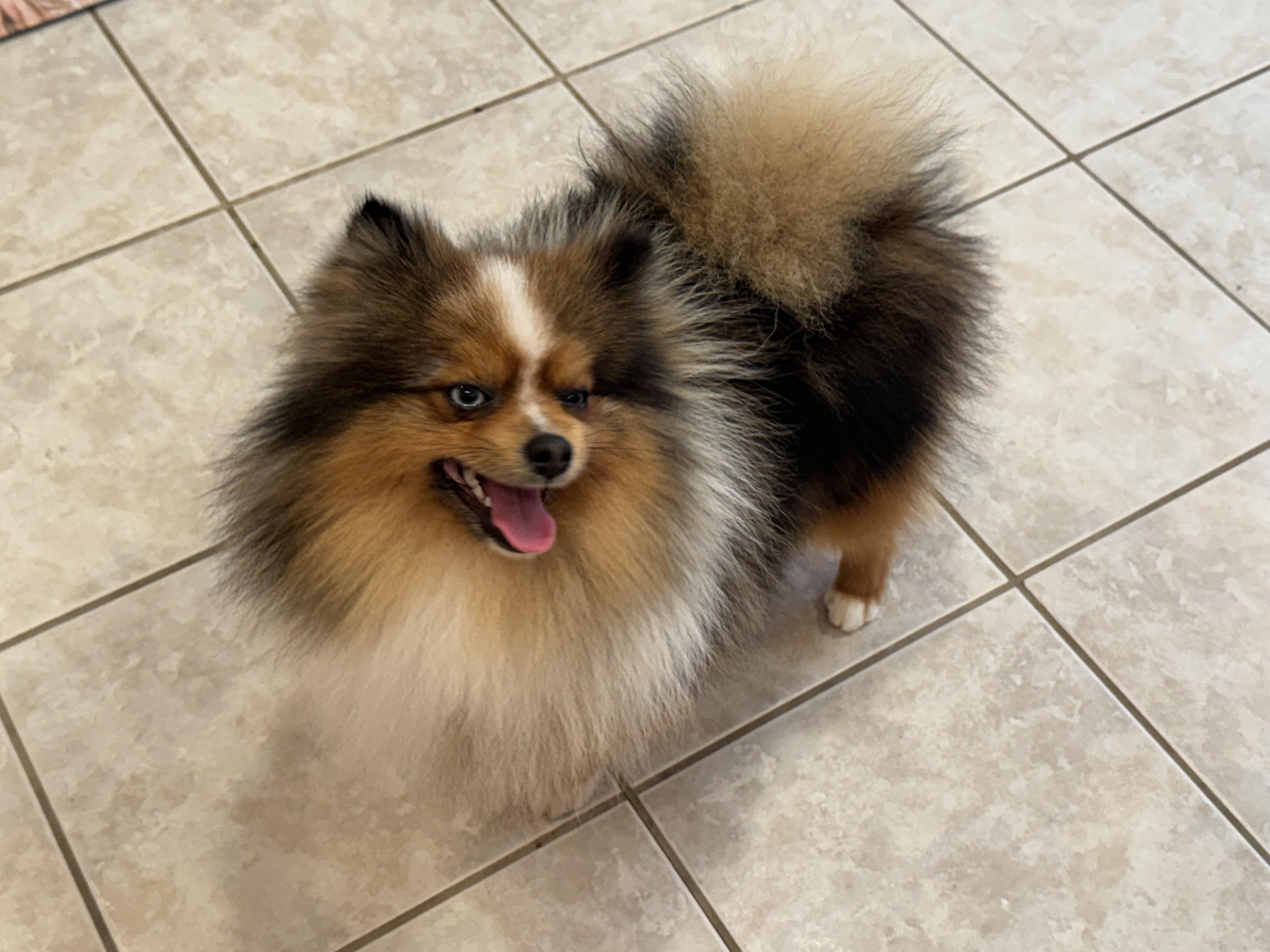 Enlarge Pascal, an adopted Pomeranian in ontario, CA image 4/6