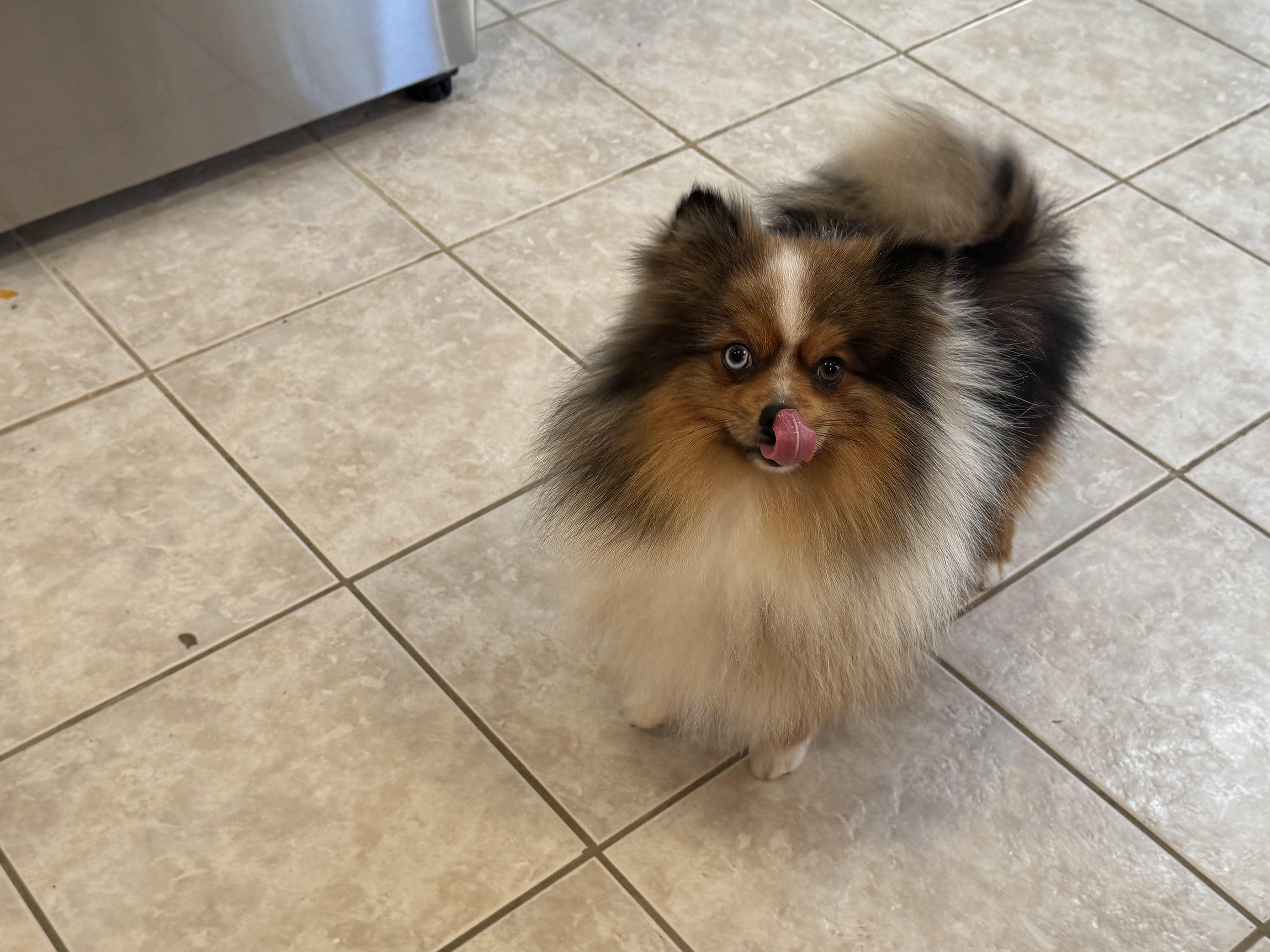 Enlarge Pascal, an adopted Pomeranian in ontario, CA image 2/6