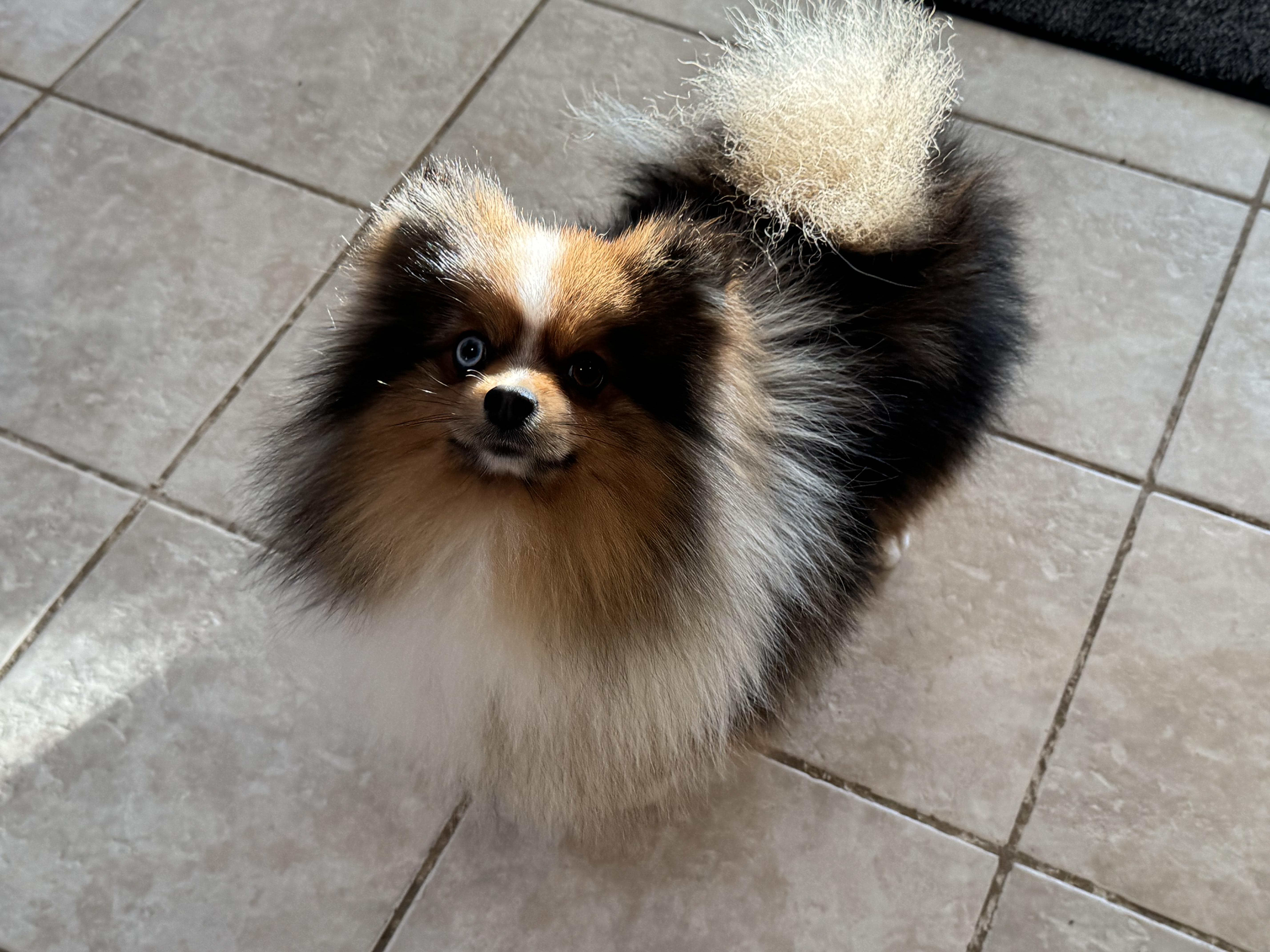 Enlarge Pascal, an adopted Pomeranian in ontario, CA image 6/6