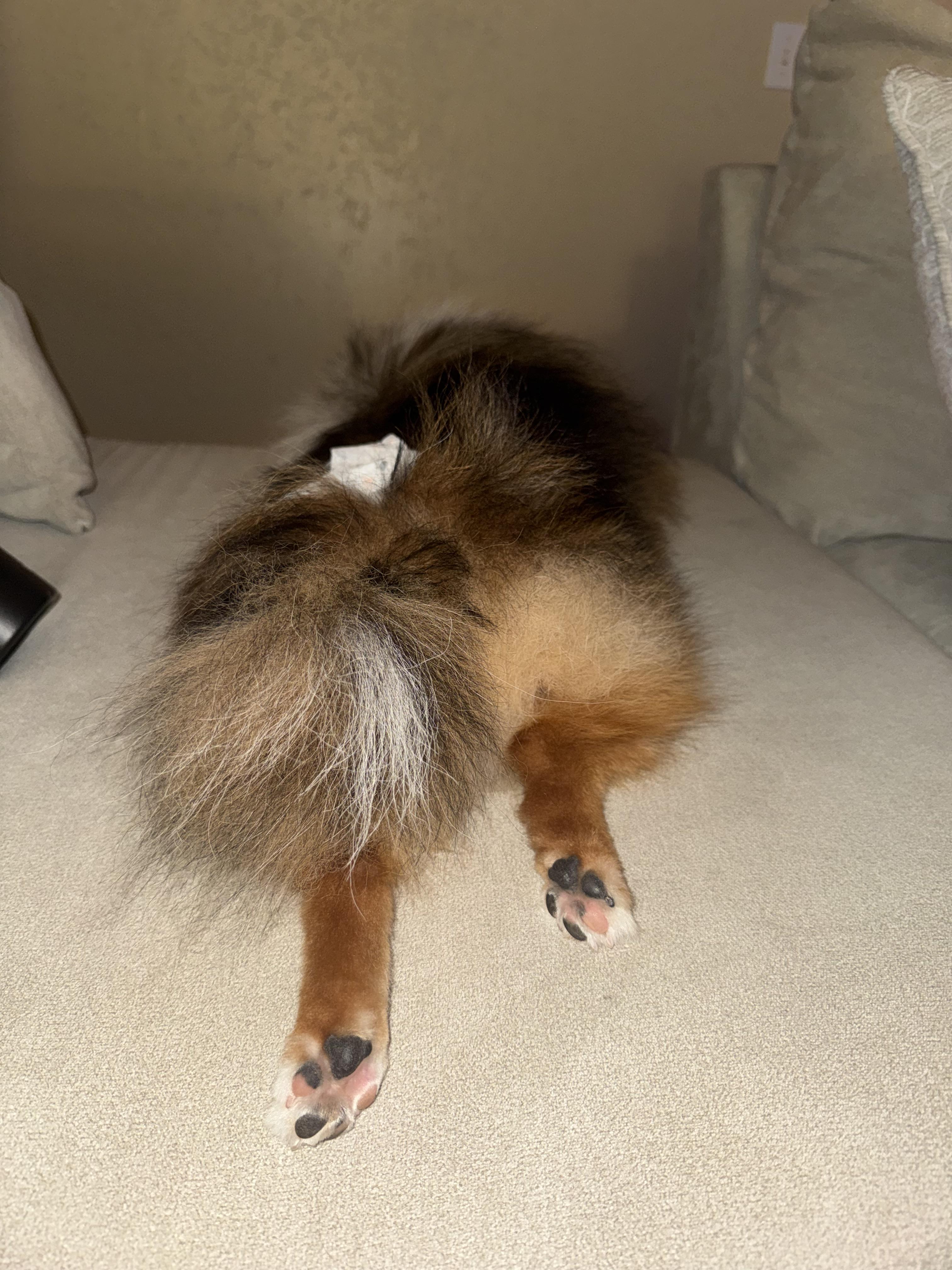 Enlarge Pascal, an adopted Pomeranian in ontario, CA image 5/6