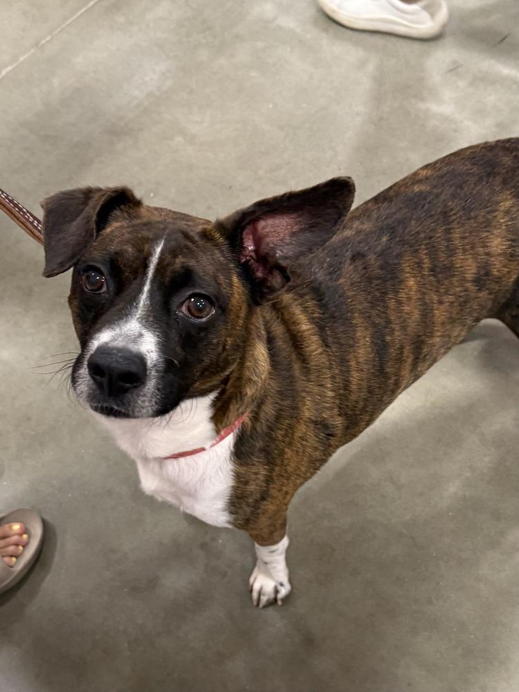 Banjo, Adoptable, Young Male Feist.